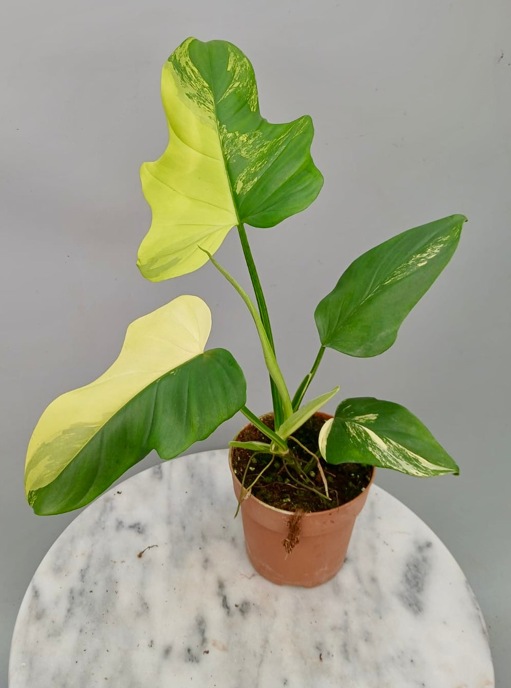Philodendron Pedatum Violin Variegated