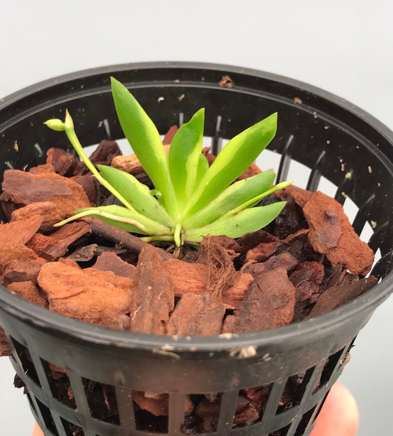 Psychmorchis pusilla Variegata