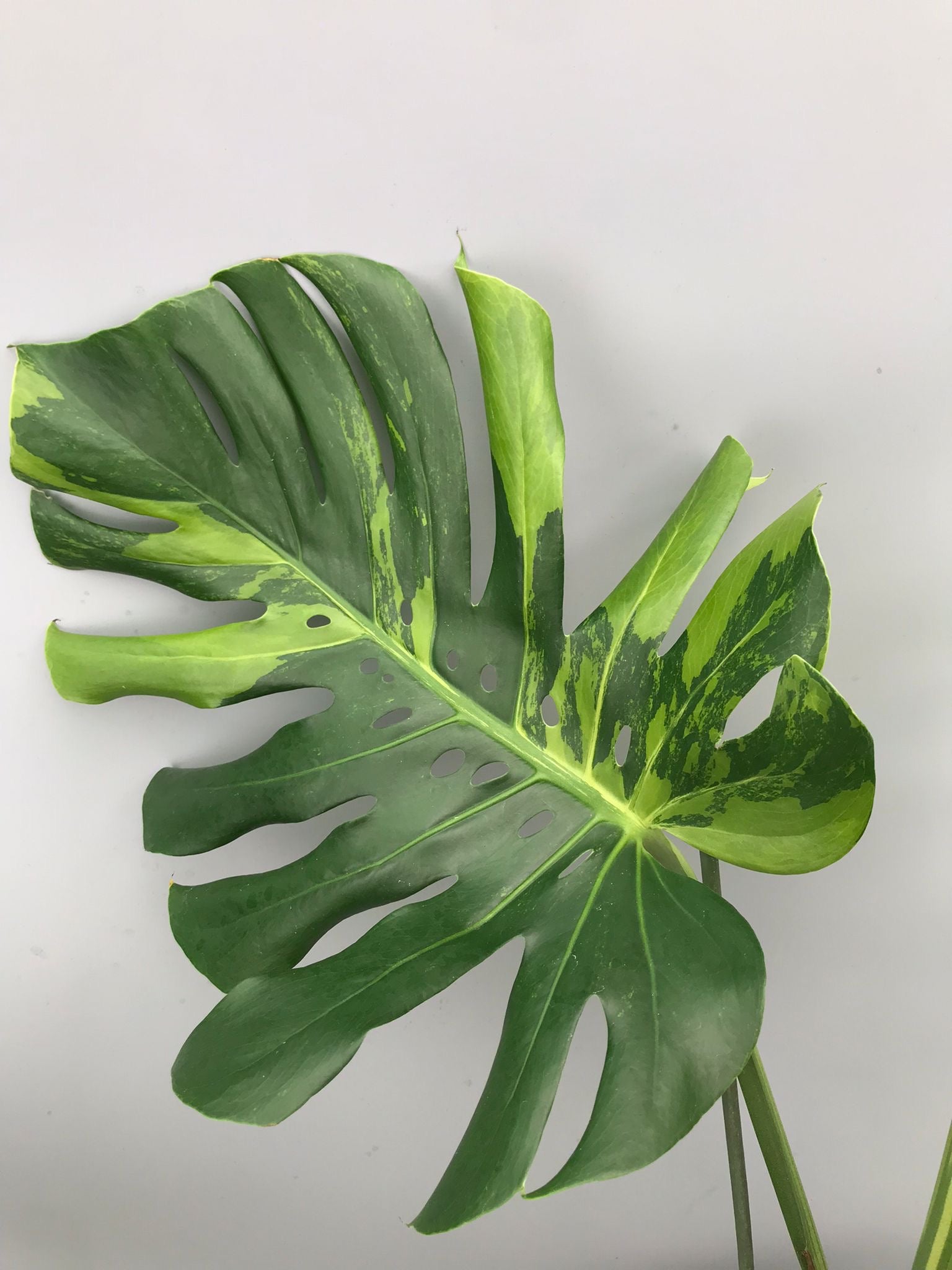 Monstera Ocean Mint XL nr 1