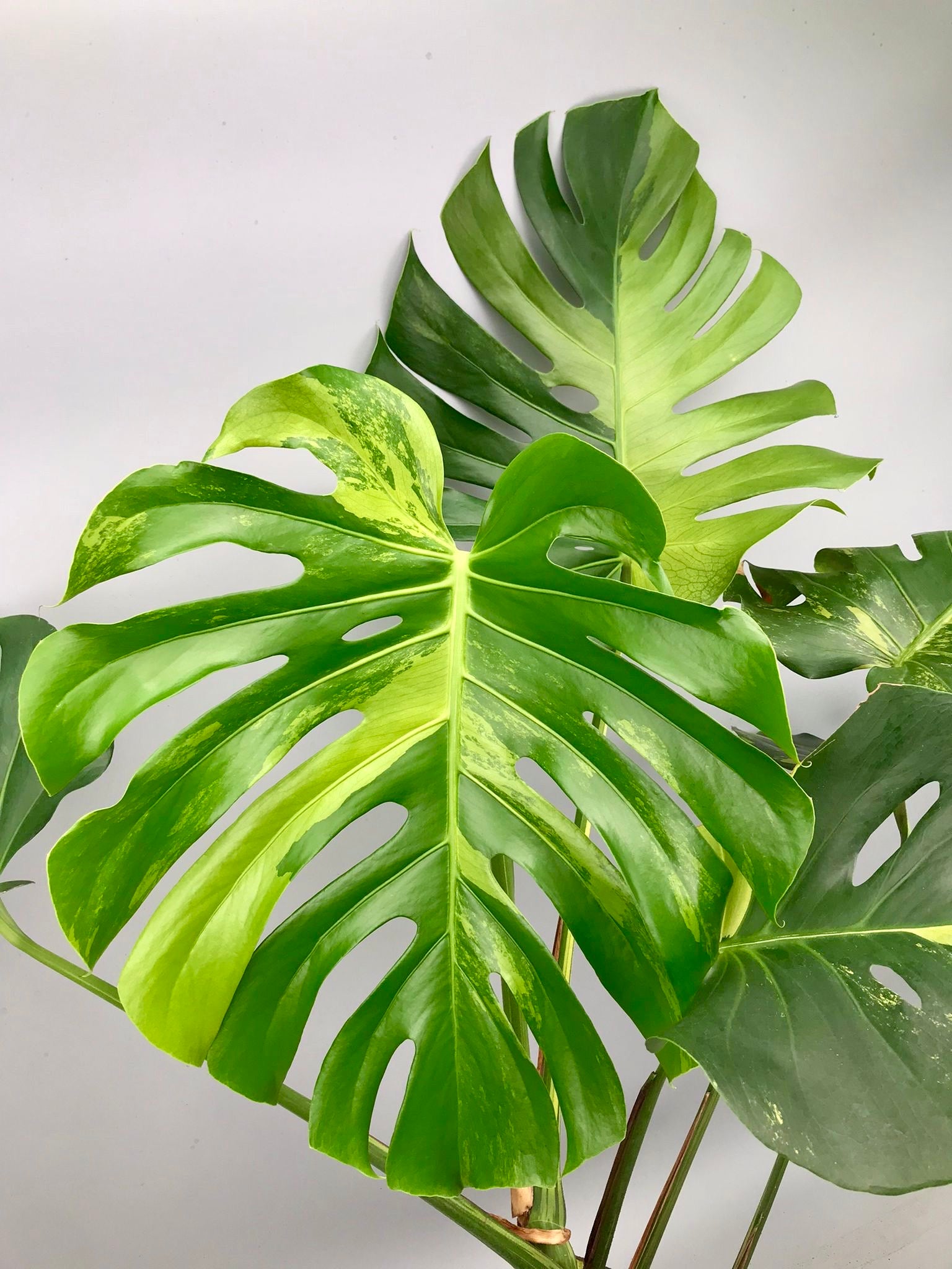 Monstera Ocean Mint (Nr 3.1)