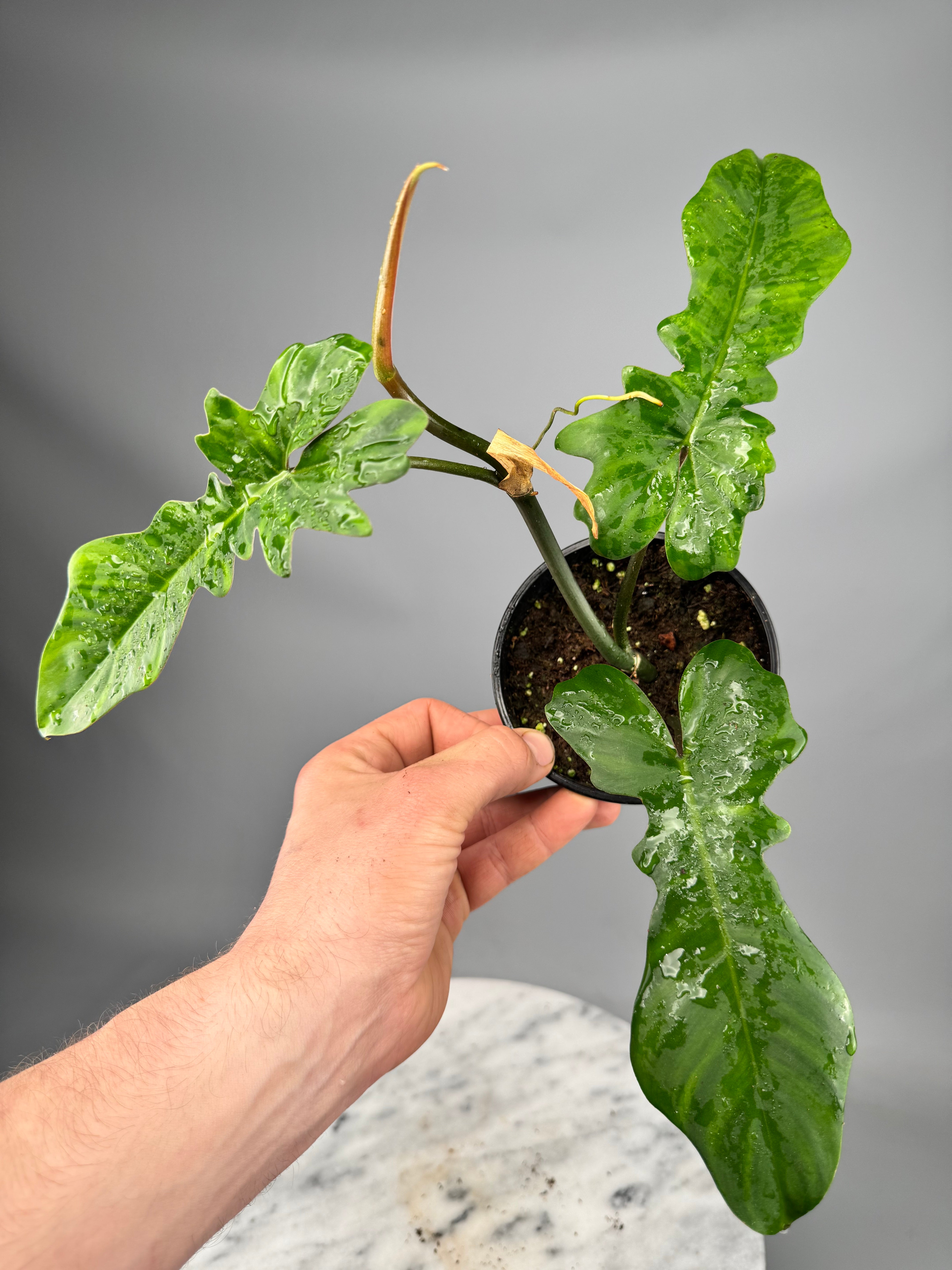 Philodendron pedatum  x  Bob Cee