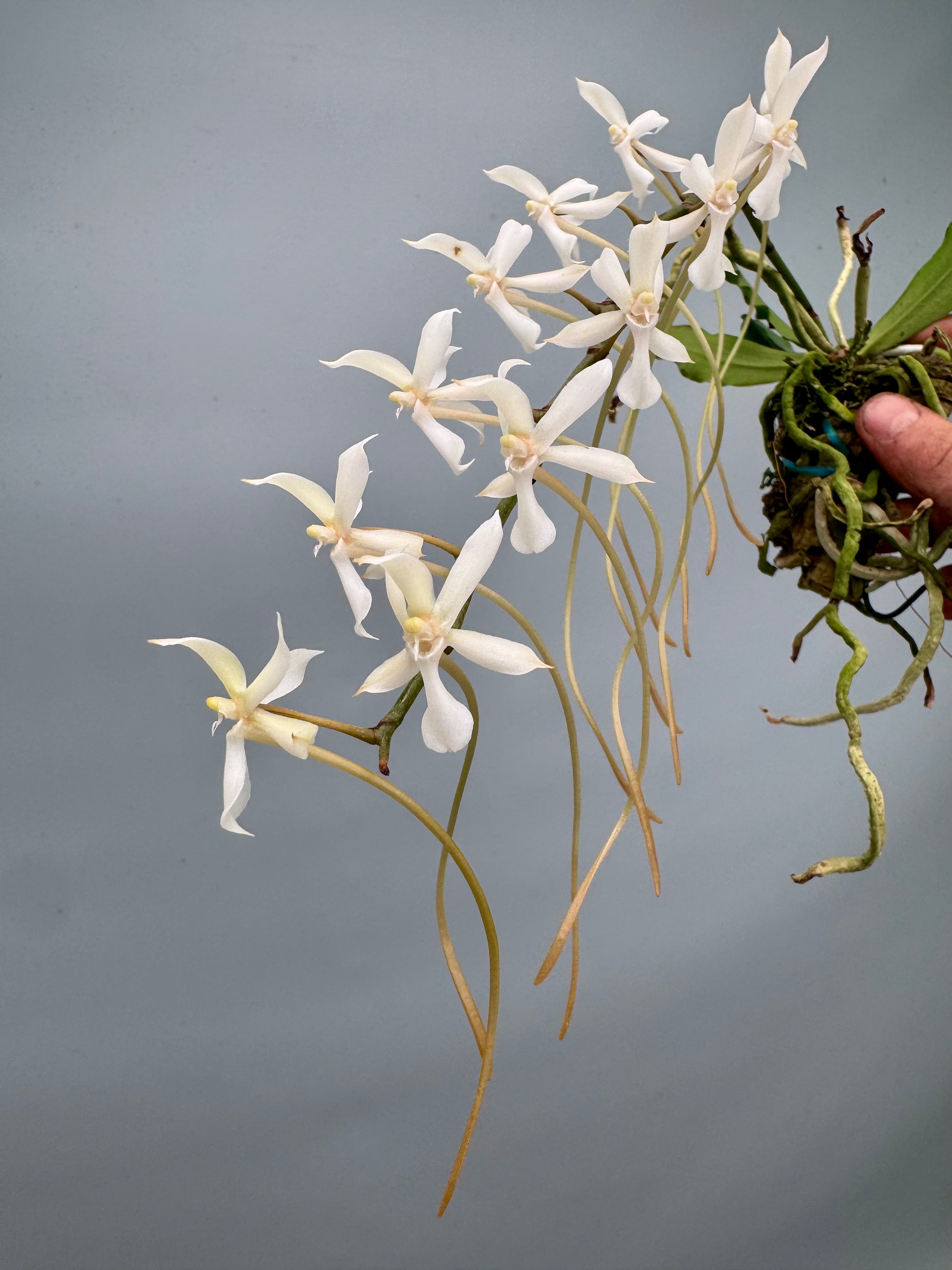 Aerangis kotschyana x decaryana