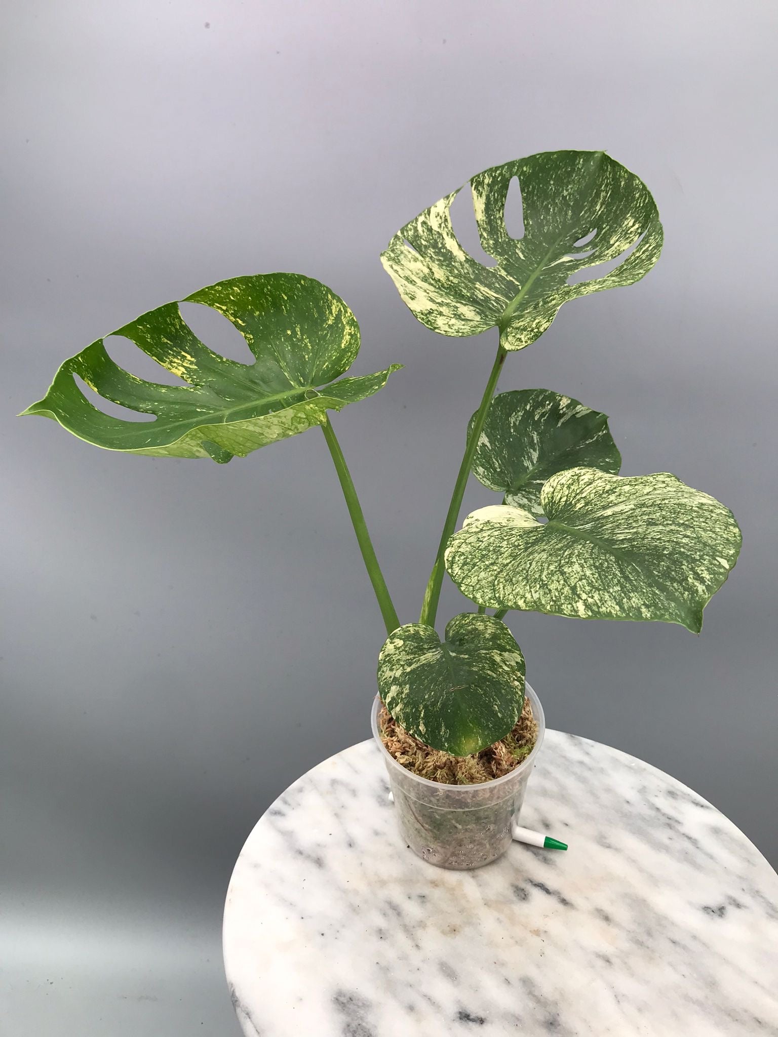 Monstera Siam Mint nr 2 'Big'