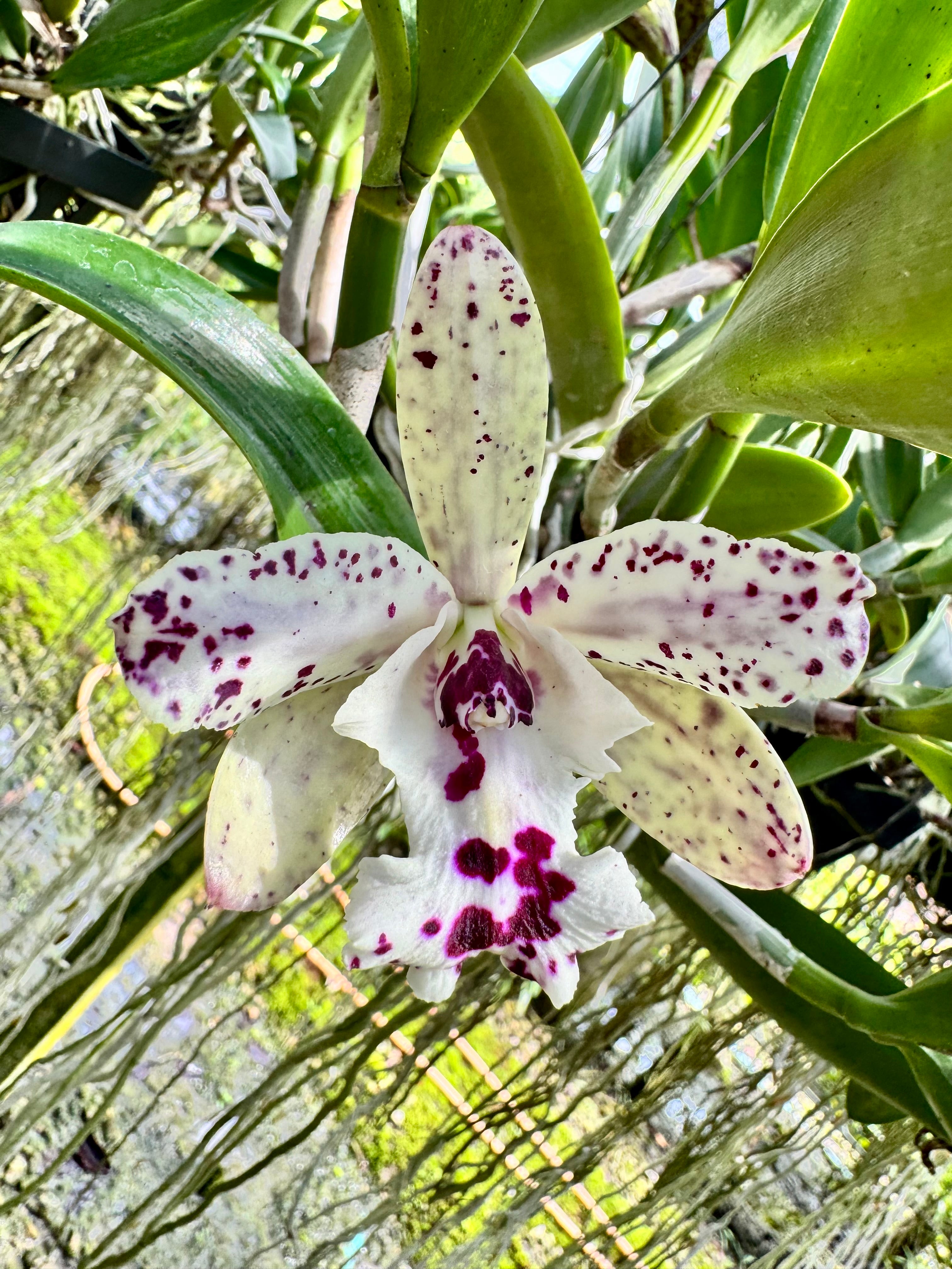 Cattleya Jairak Cosmos