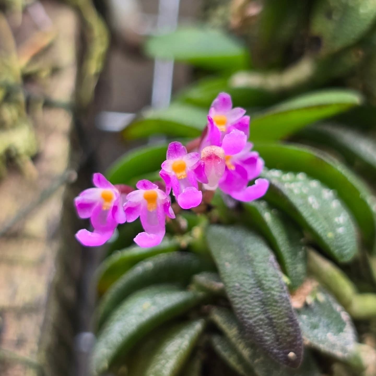 Schoenorchis seidenfadenii