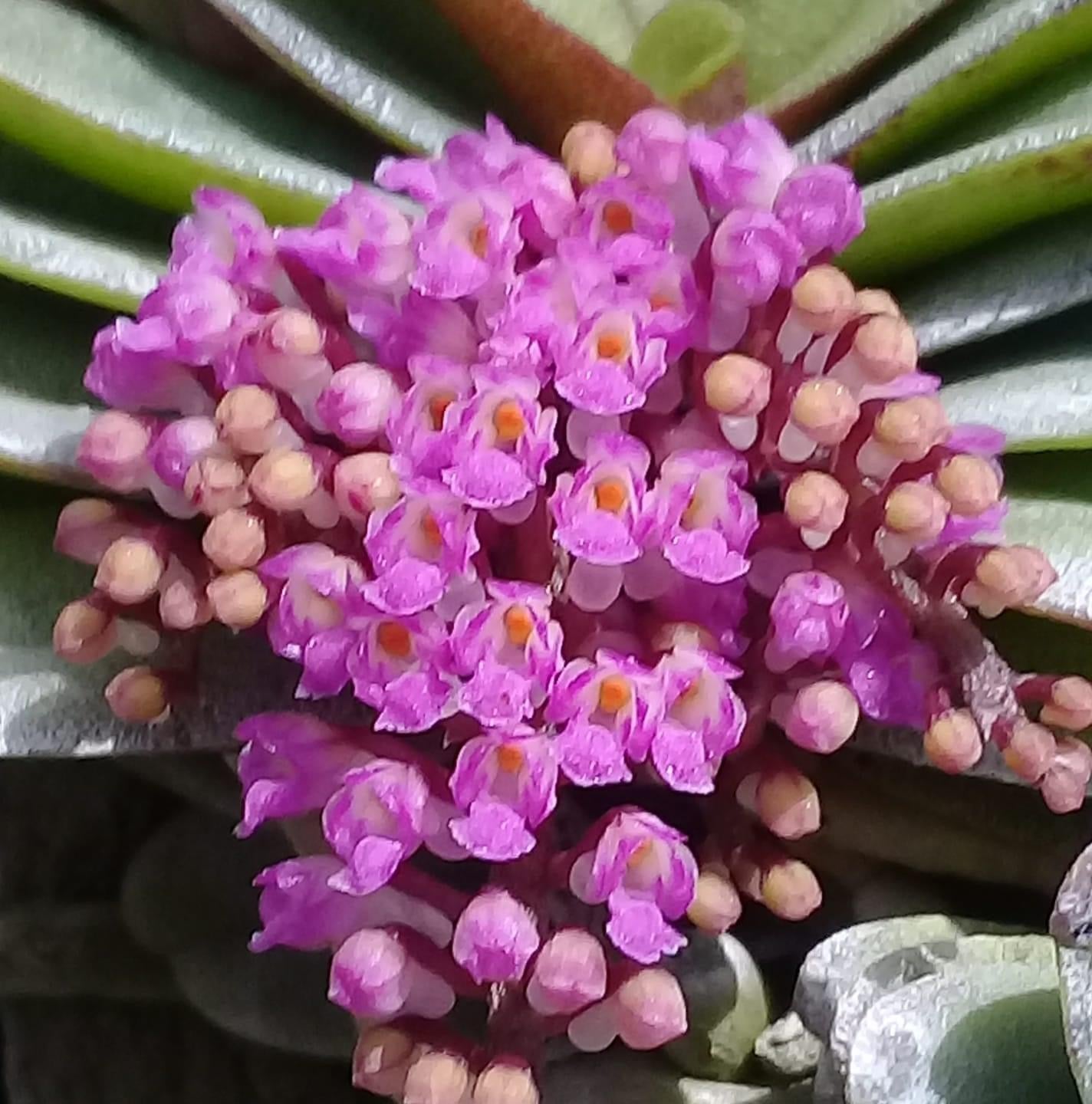 Schoenorchis fragrans