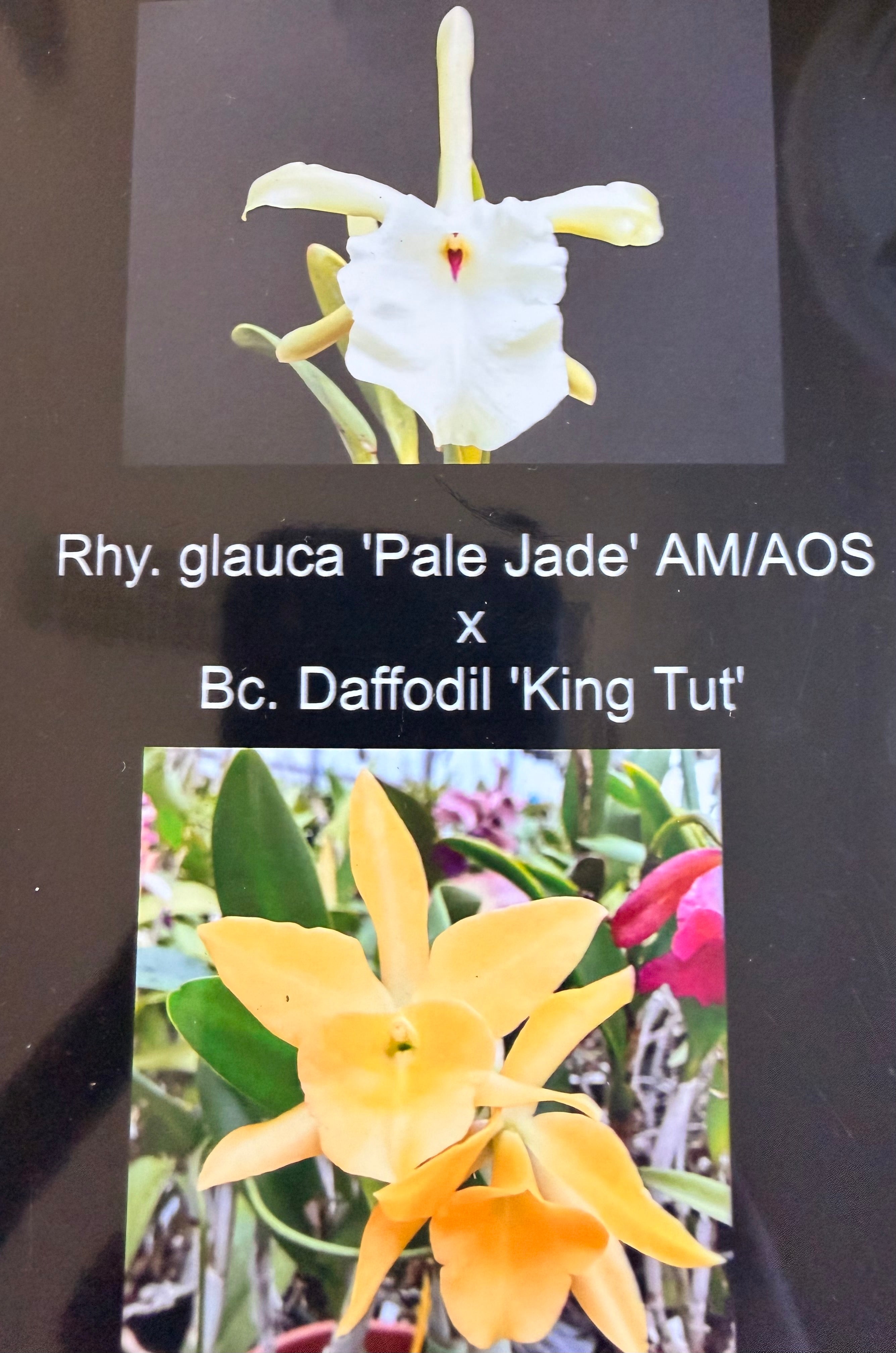 Rhynchostylis glauca 'Pale Jade' AM/AOS Bc. Daffodil 'King Tut' (35-60 baby plants)