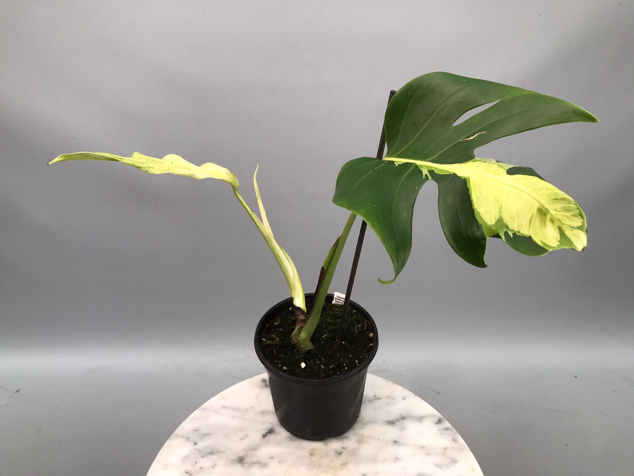 Monstera White Lava モンステラ ホワイトラヴァ 斑入り② Monstera White Lava 'Lalamove' ( 1 laeve cutting)