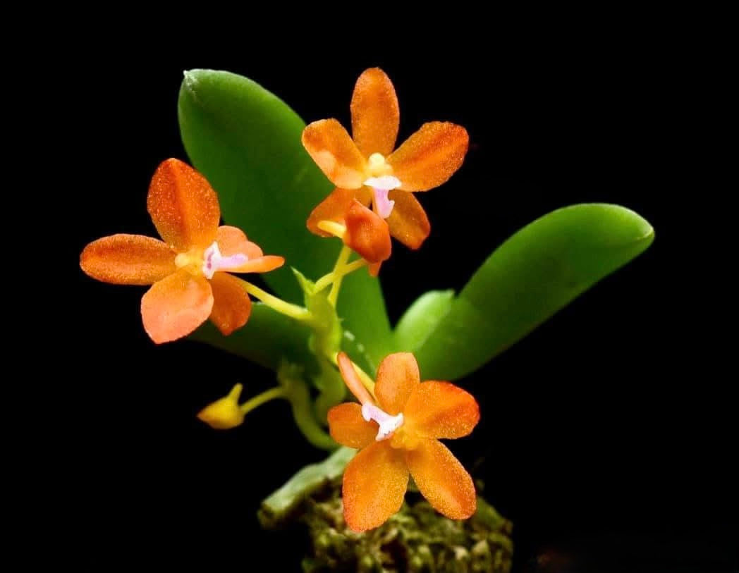 Ceratocentron fesselii