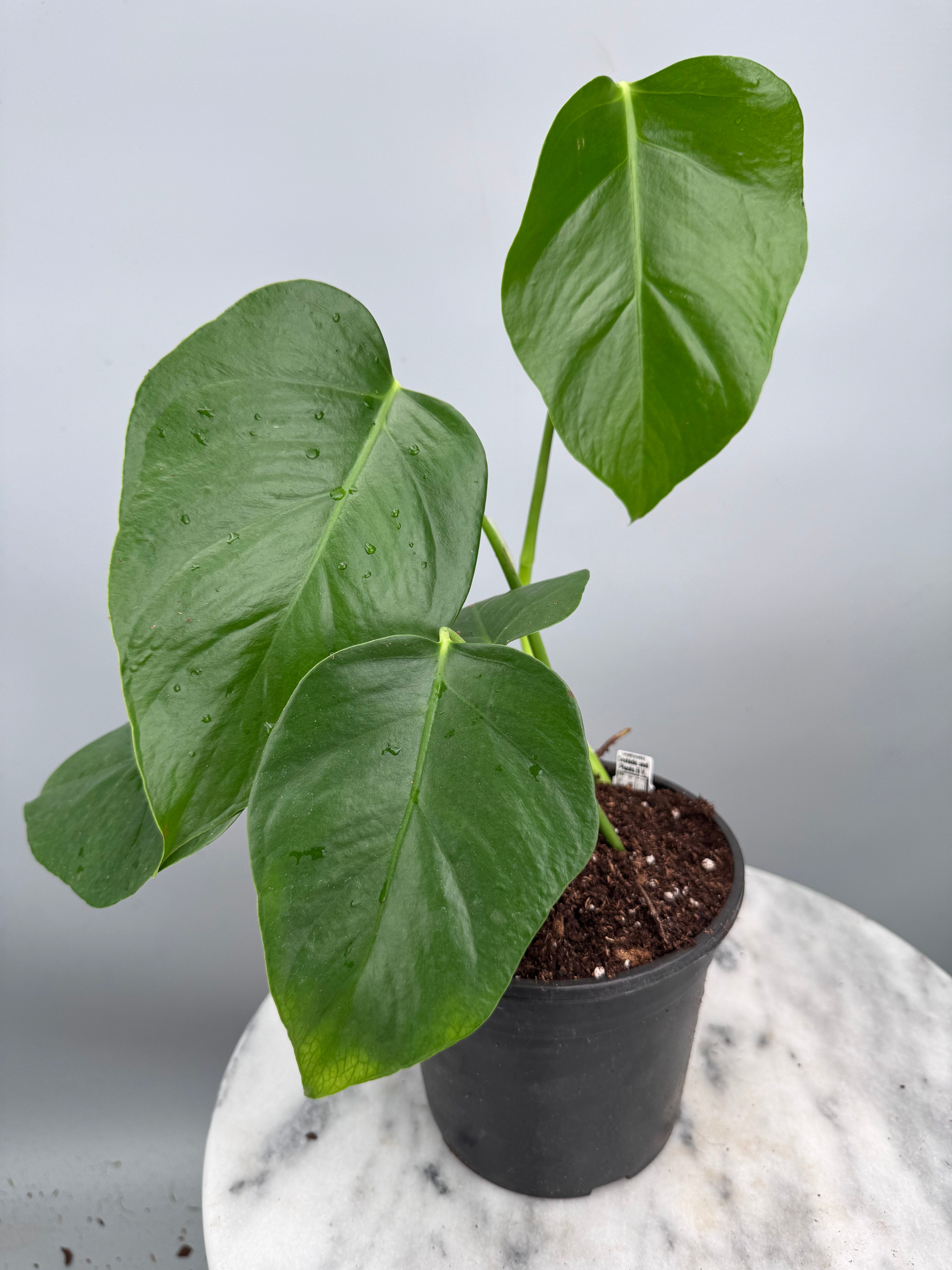 Monstera deliciosa var sierrana