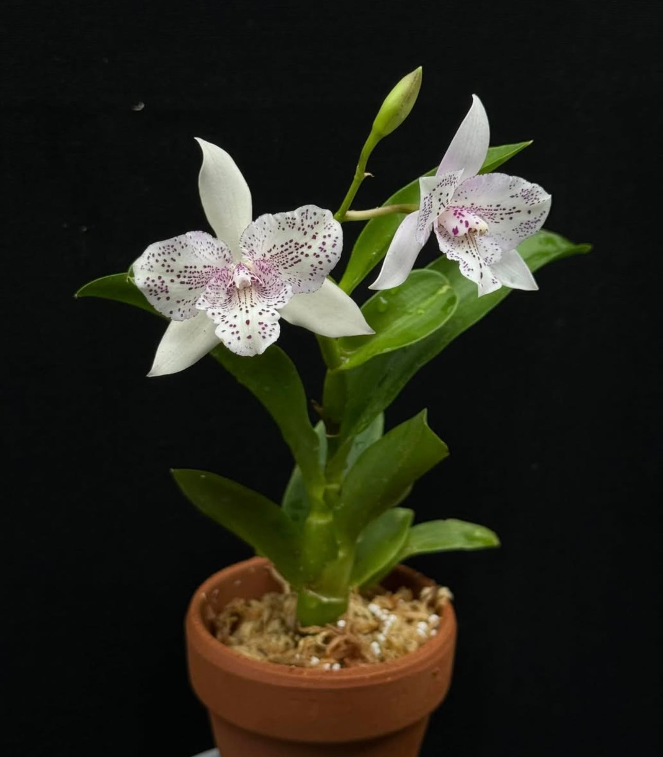 Caulocattleya Chantilly Lace Twinkle