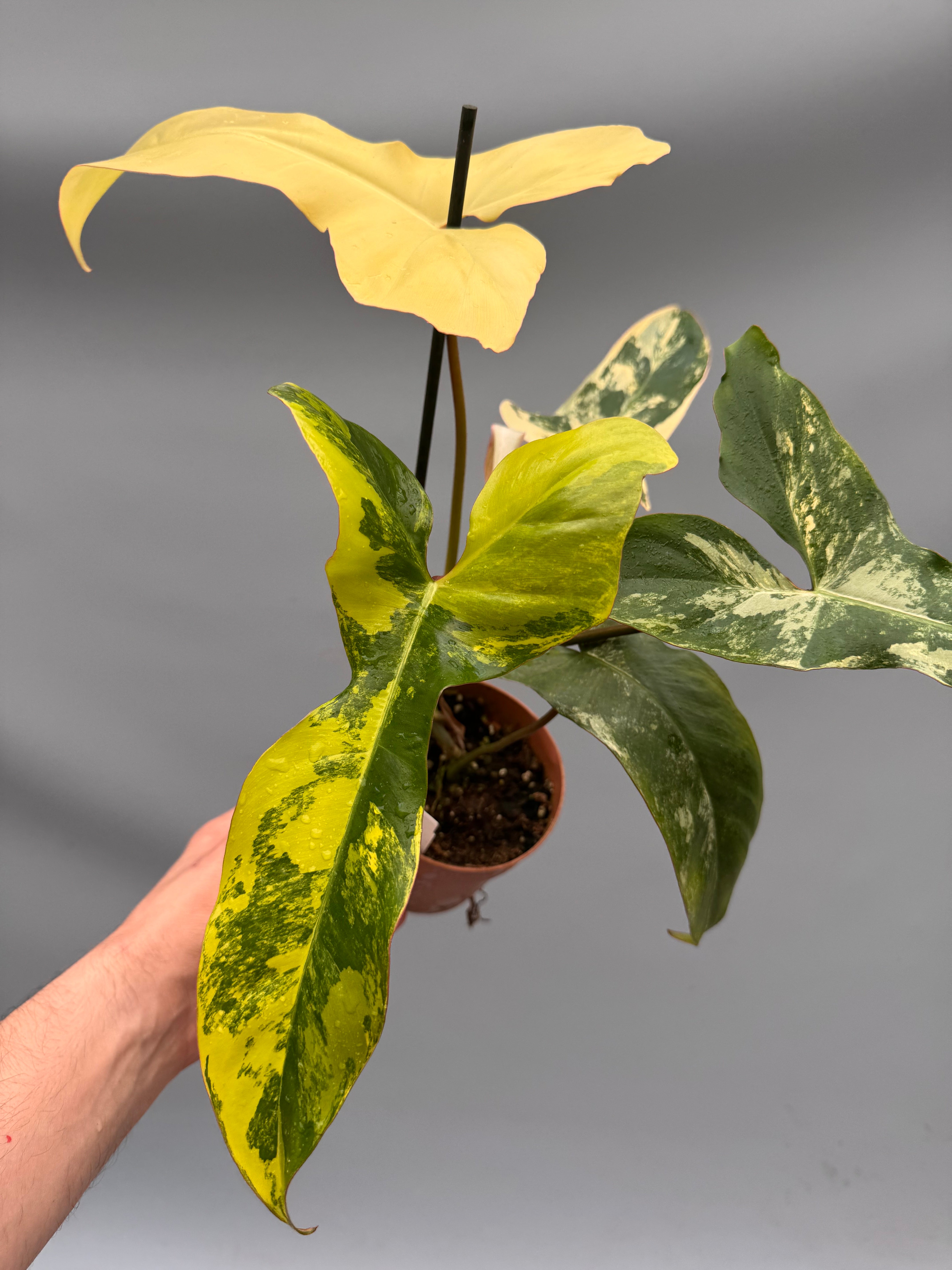 Philodendron billietiae variegata x Florida Beauty