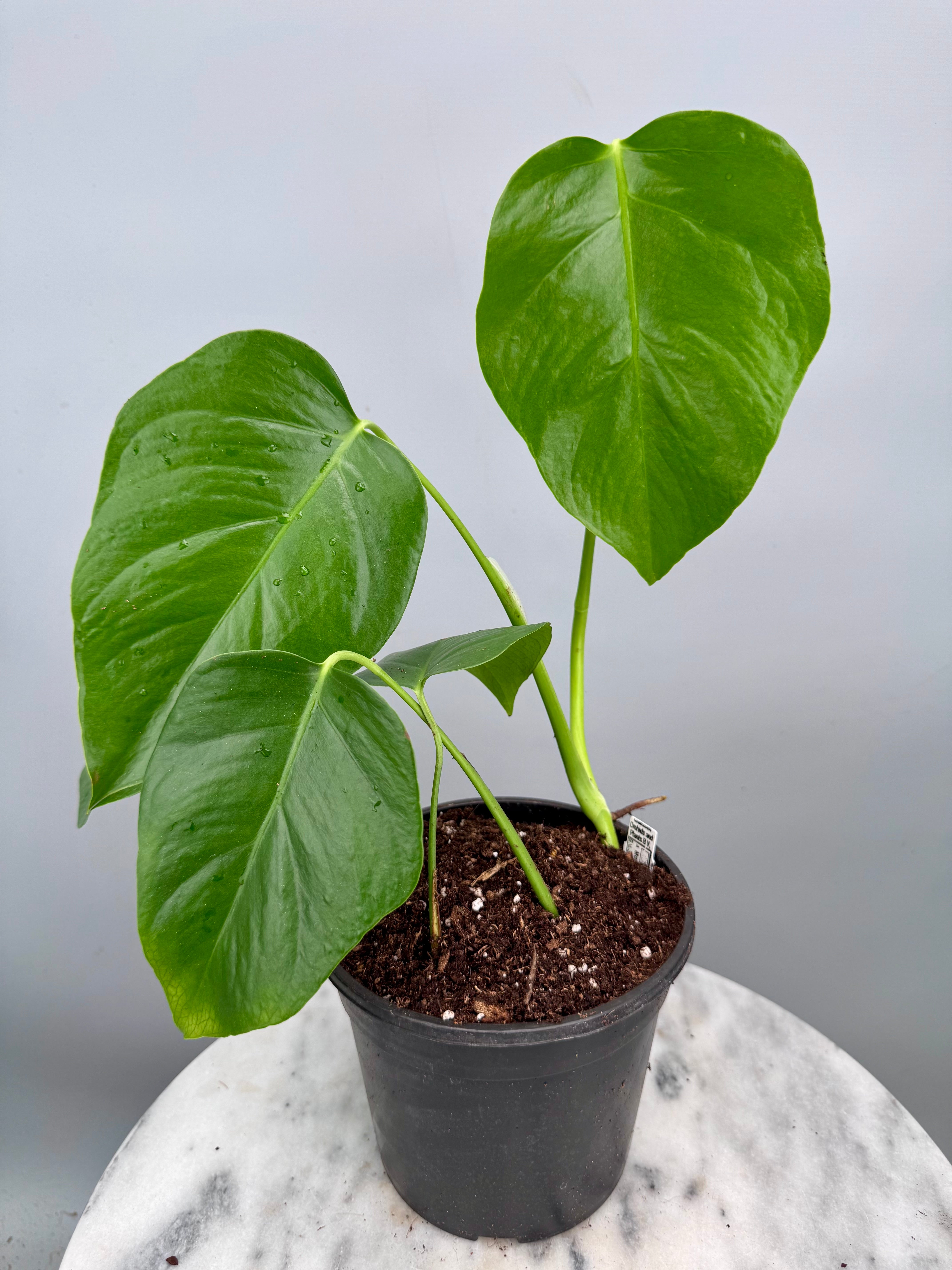 Monstera deliciosa var sierrana