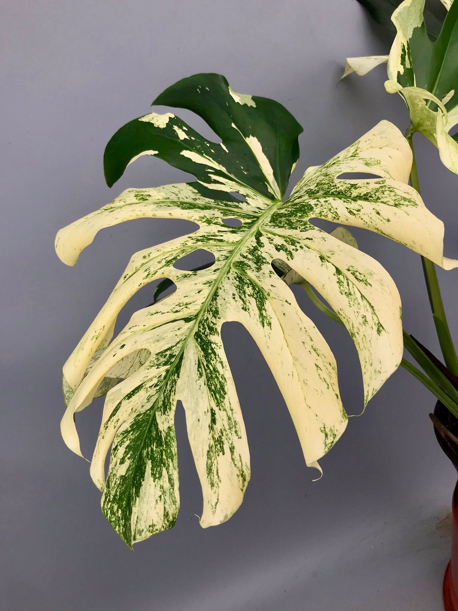 monstera brazil form Monstera deliciosa borsigiana "Brazil Mint" (Almost Full Moon) nr 1