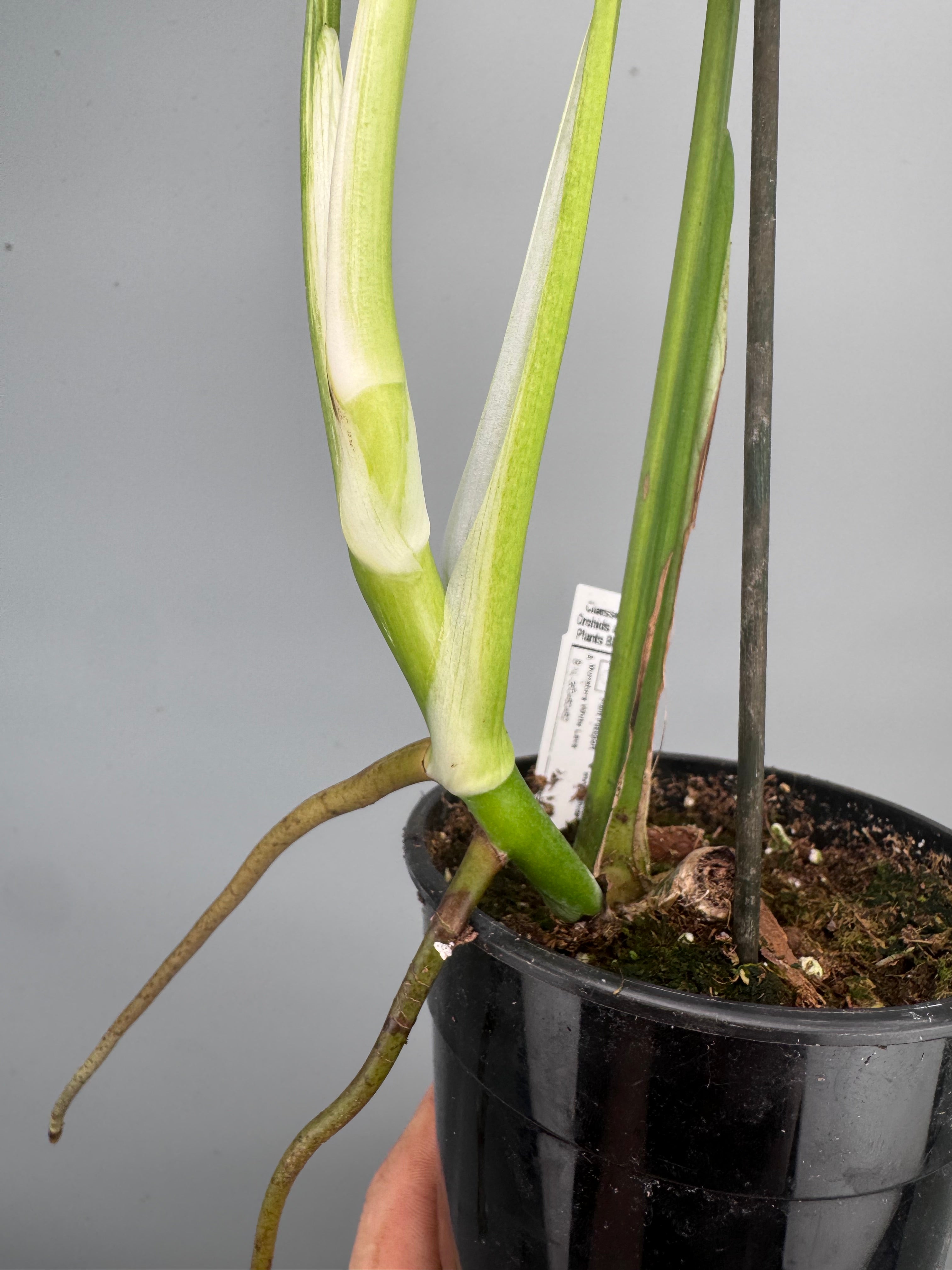 Monstera White Lava 'Lalamove' nr 1