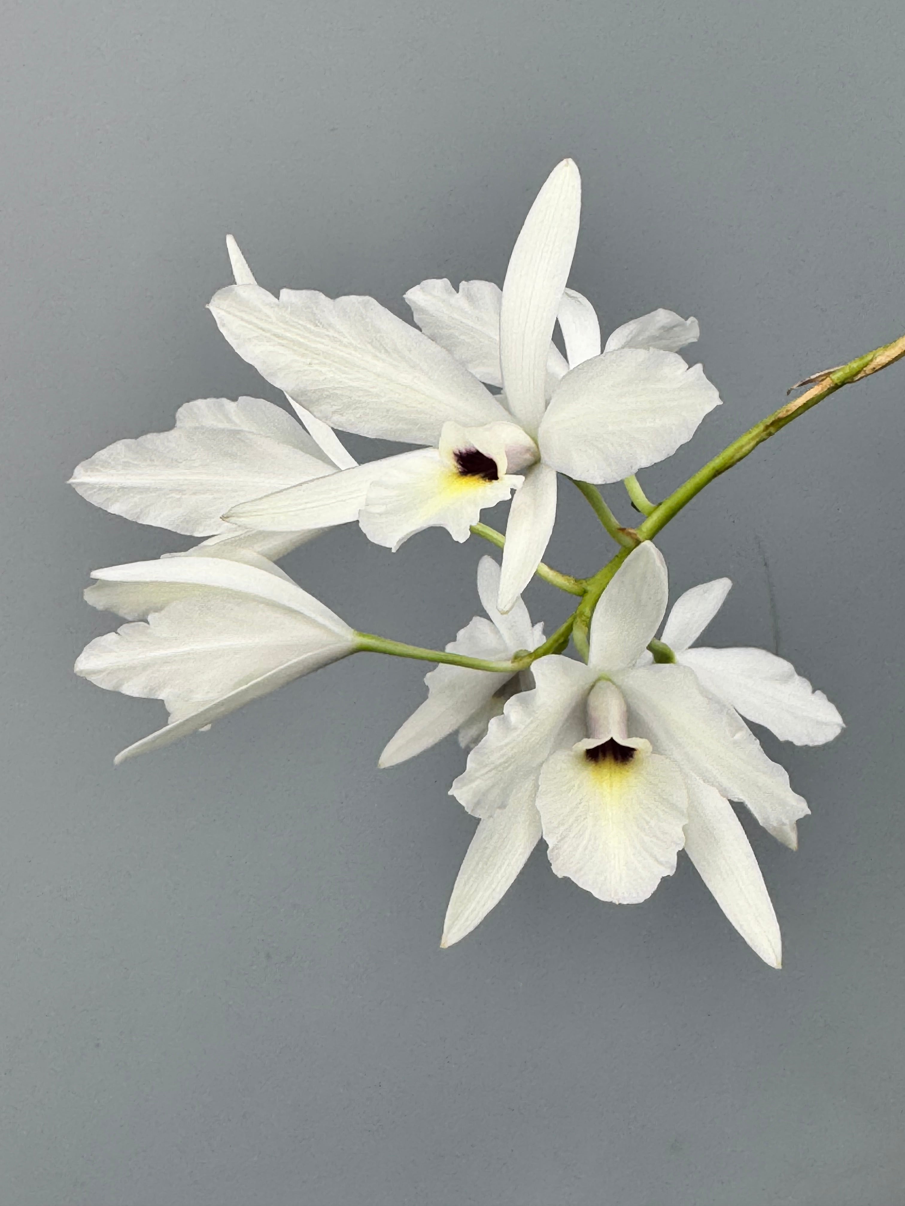 Laelia rubescens "Semi Alba"