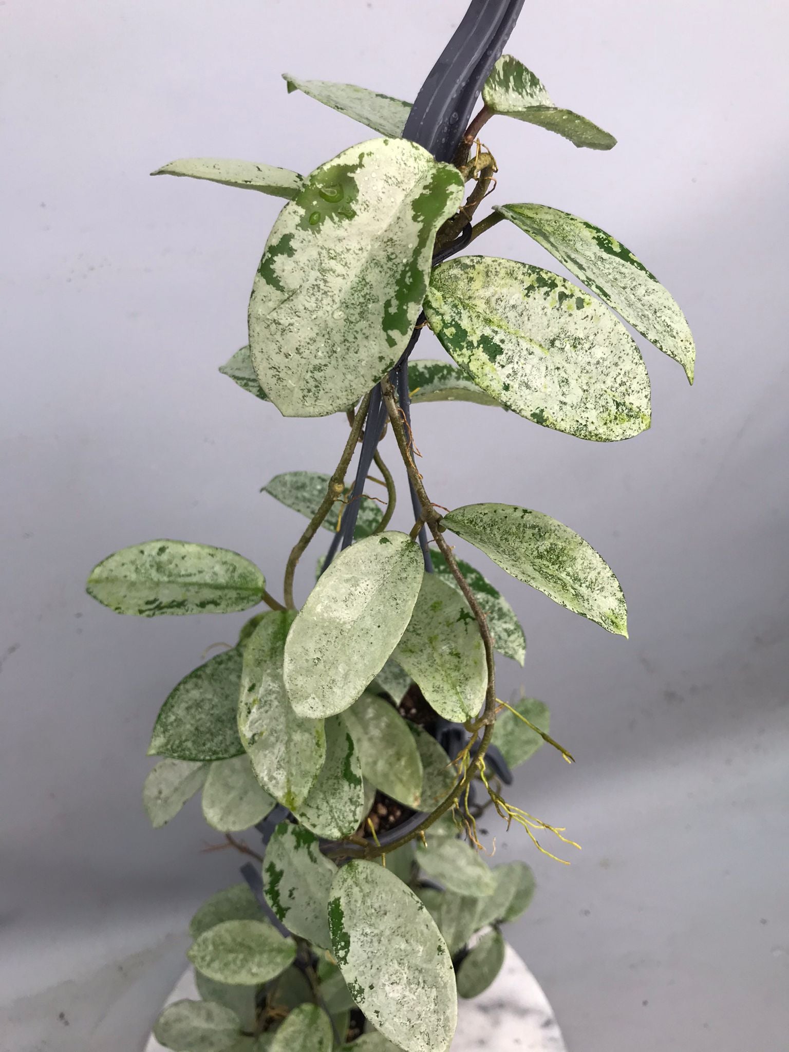 Hoya ‘Nova Ghost’  XL