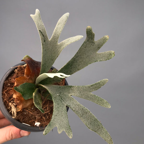 Platycerium willinckii 