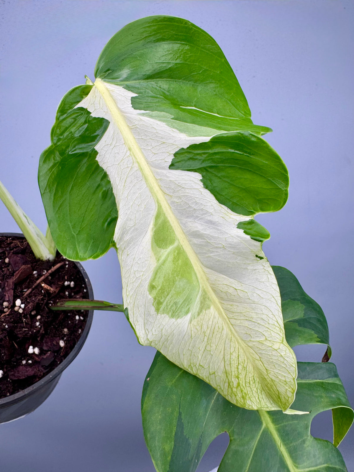 Monstera White Lava 'Lalamove' nr 1.2