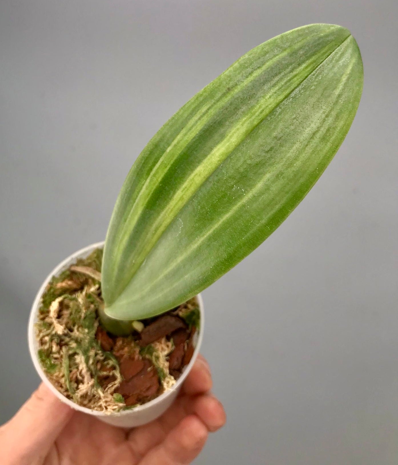 Bulbophyllum phalaenopsis variegata
