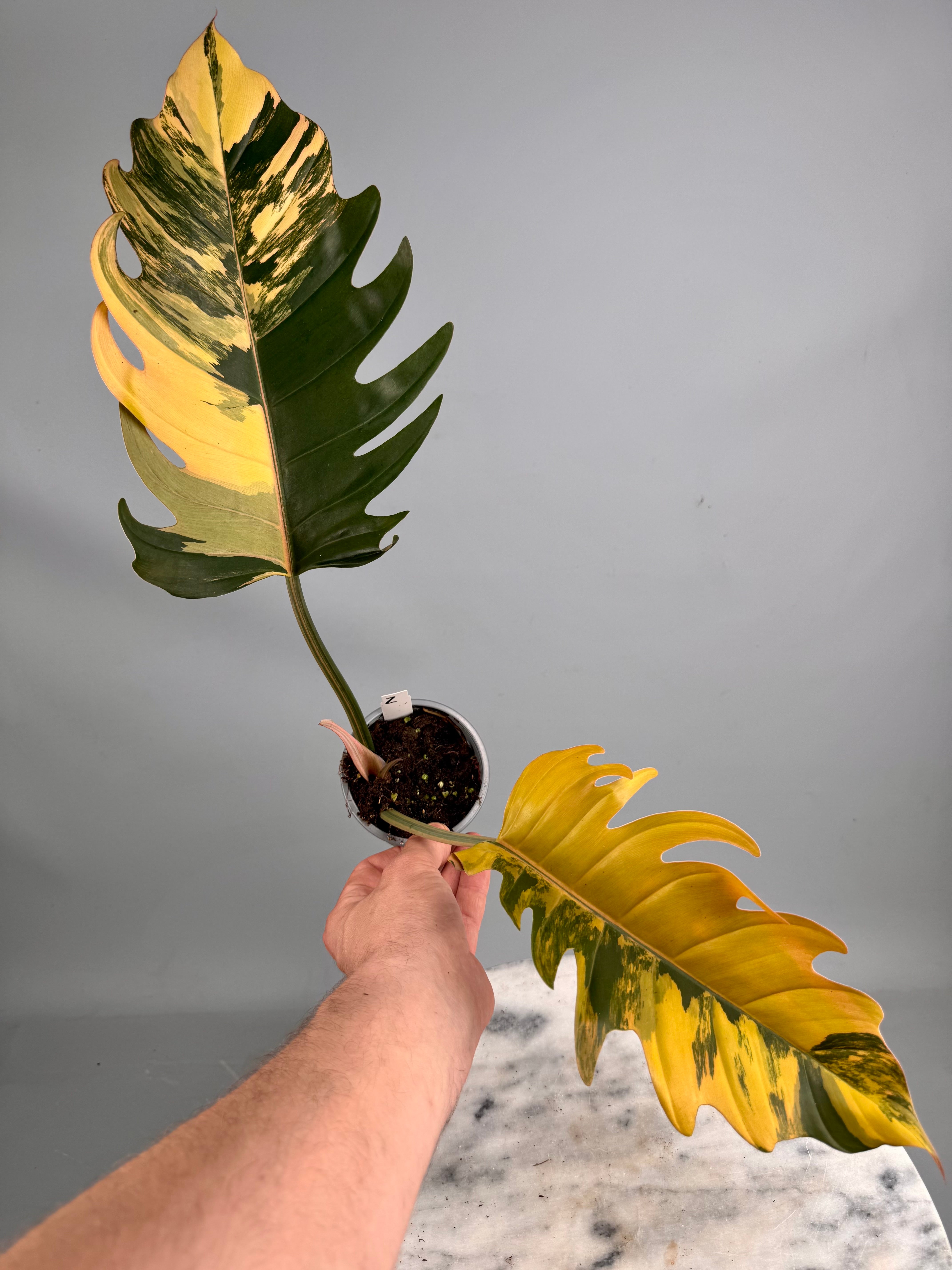 Philodendron Caramel Marble nr 2