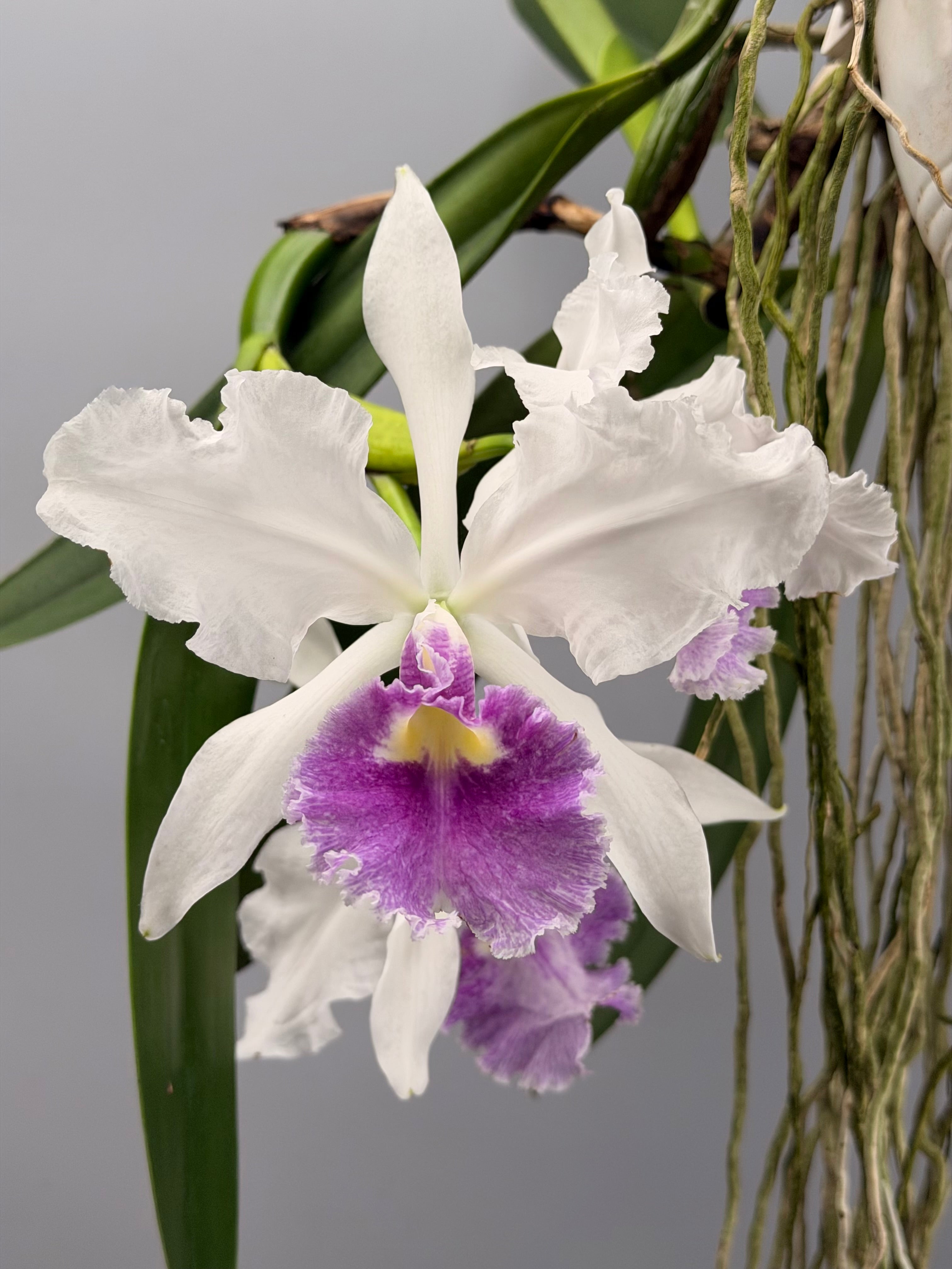 Cattleya warscewiczii coerulea