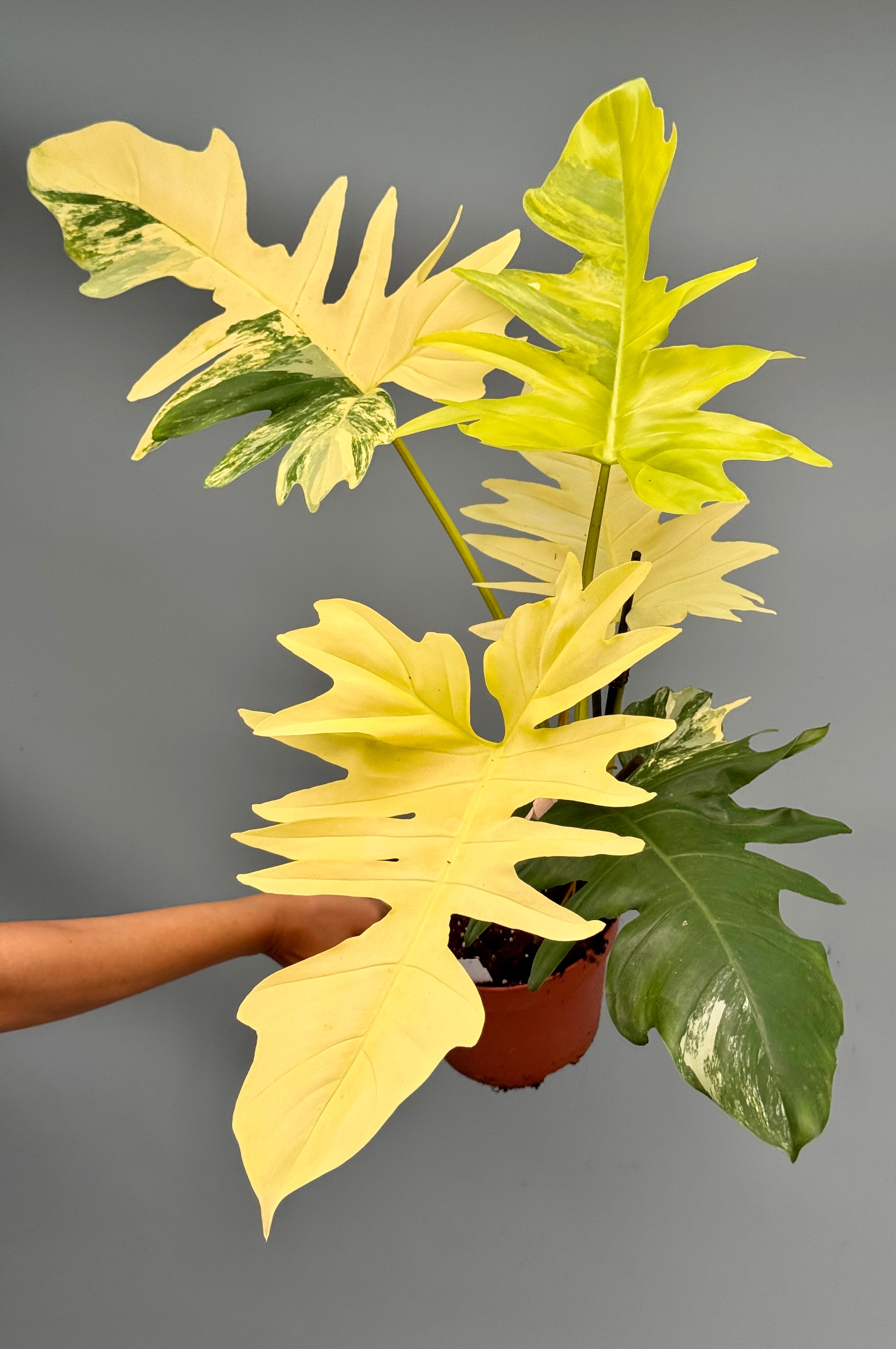 Philodendron Florida Beauty Variegata X Bob Cee Variegata (Nr 1.) ‘XXL plant’