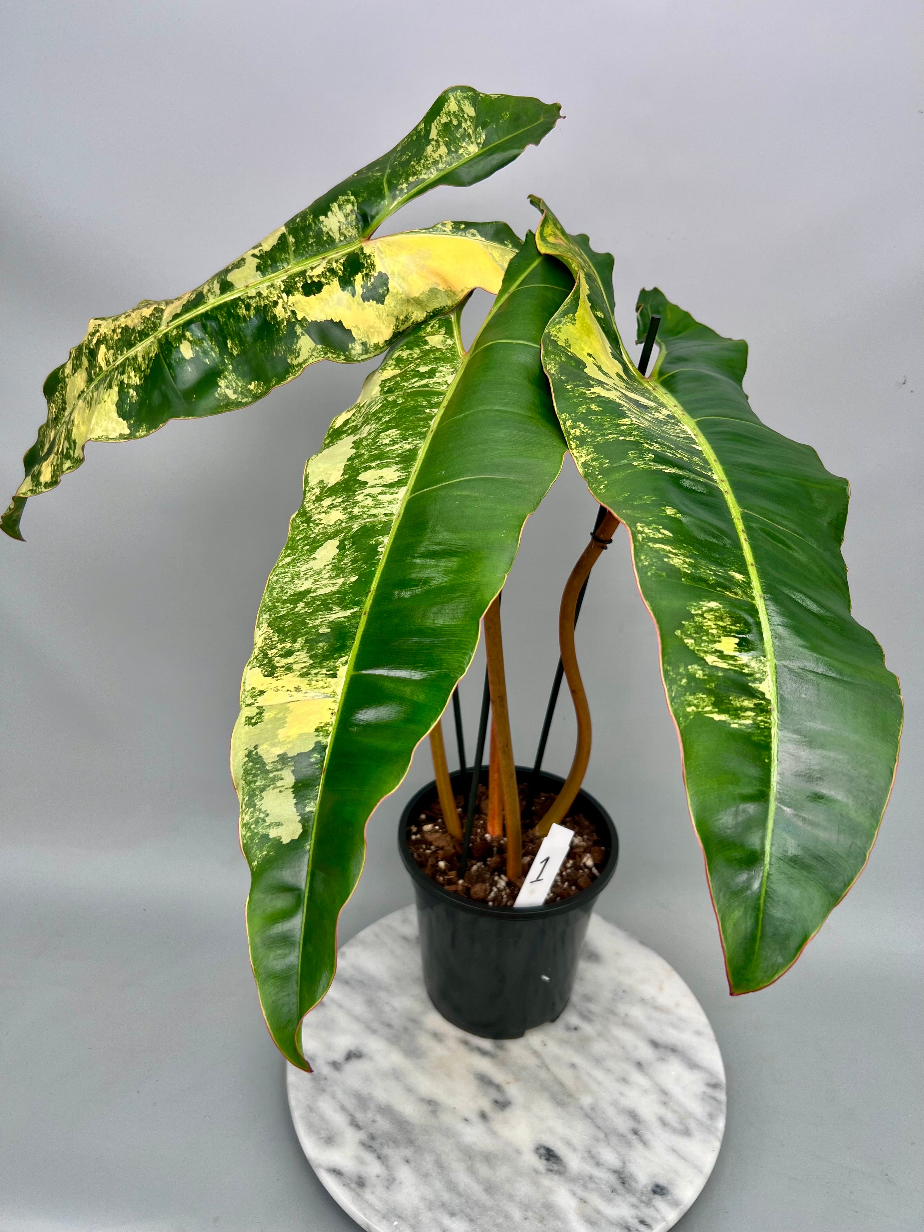102 Philodendron billietiae variegata 極斑 102 Philodendron