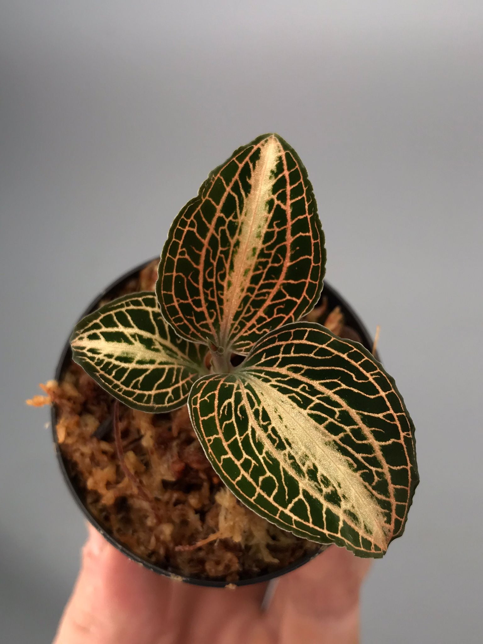 Anoectochilus koshunensis