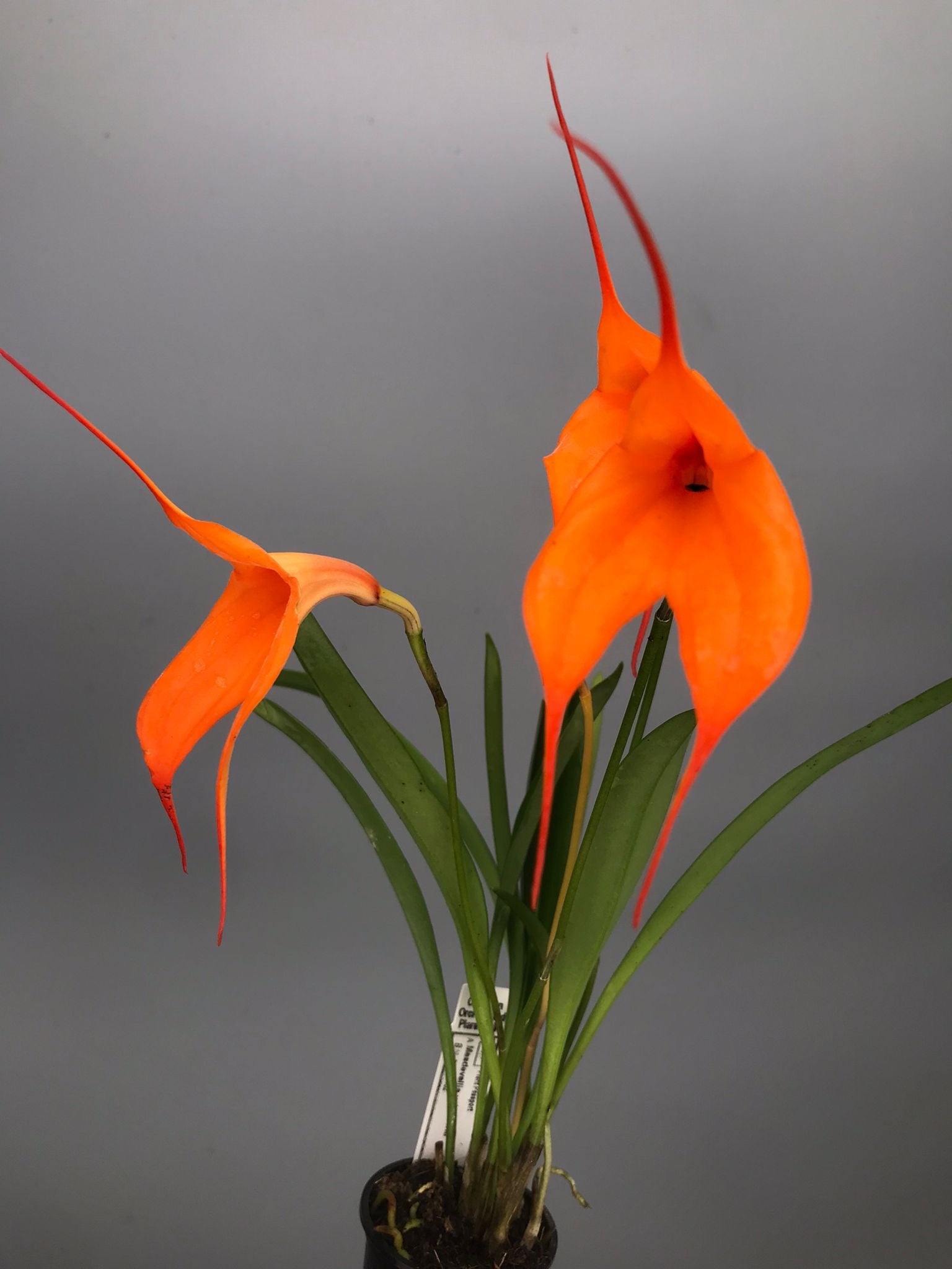 Masdevallia veitchiana ‘Hybride 4N’