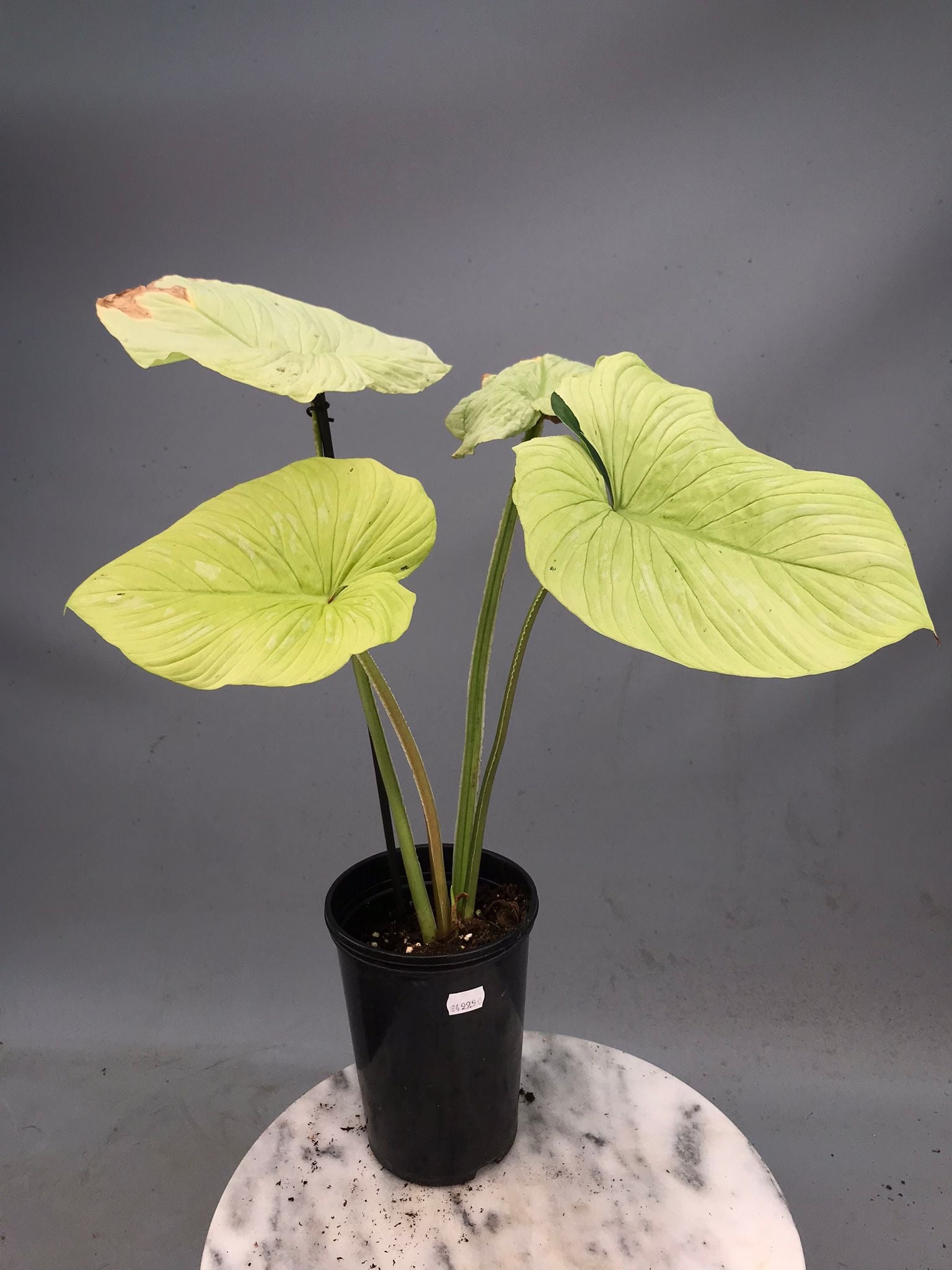 Philodendron mamei variegata mint nr 1