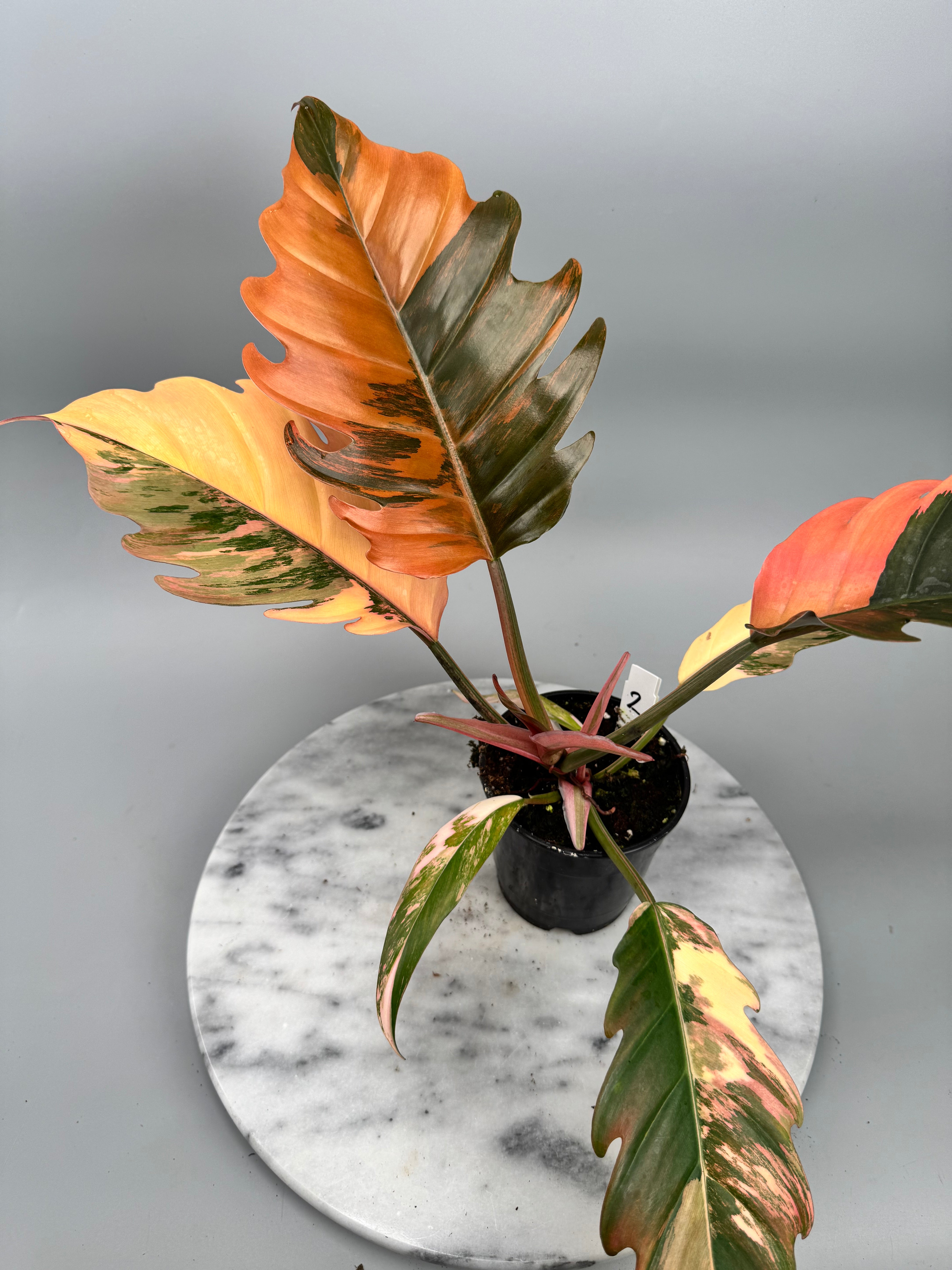 Philodendron Caramel Marble (Nr 2)