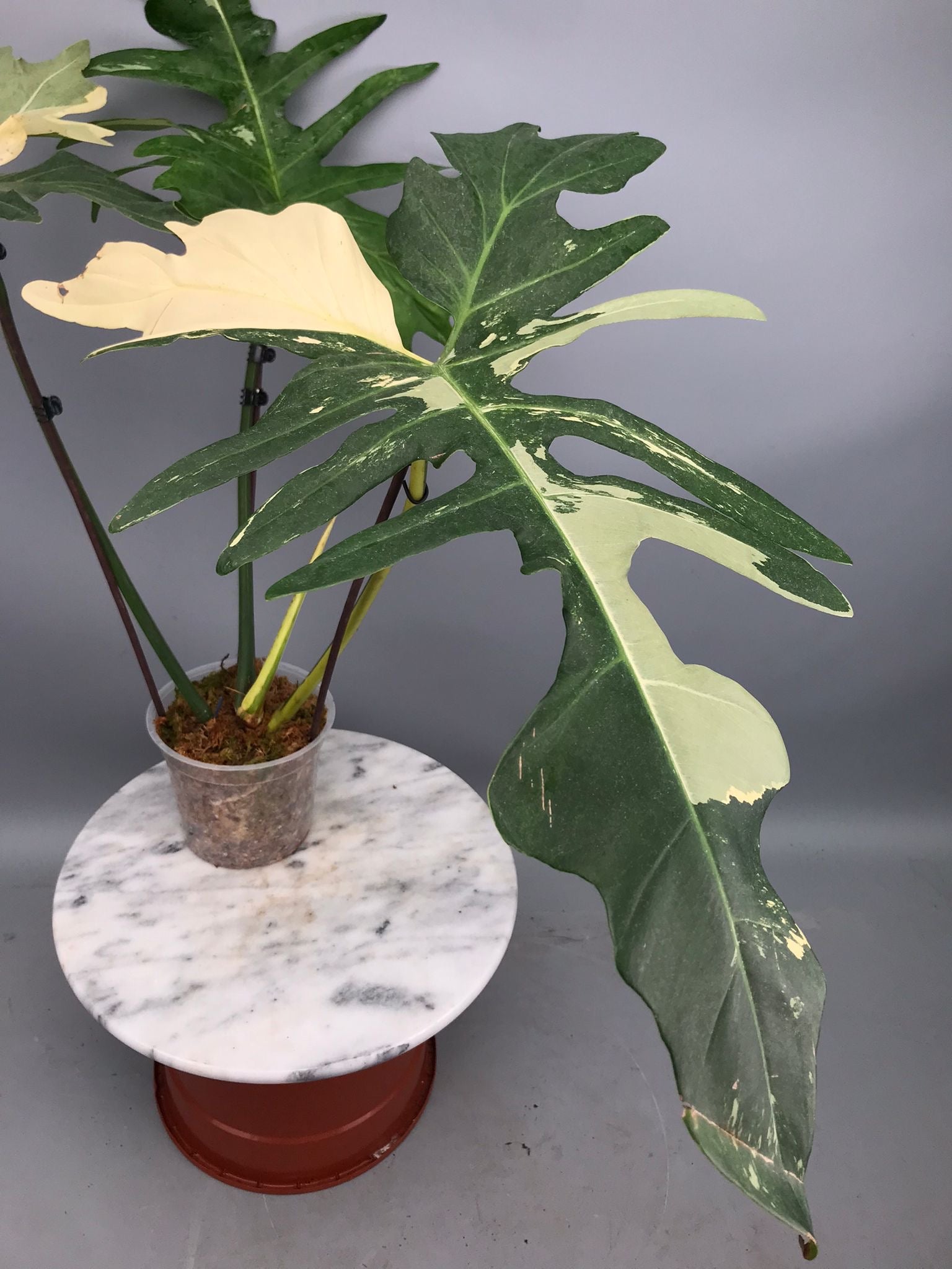 Philodendron Golden Dragon variegated albo (Nr 2)