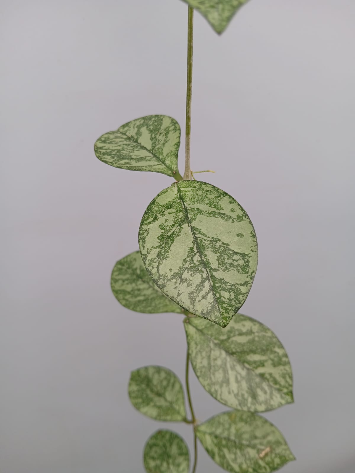 Hoya crassipetiolata 'Silver Splash'