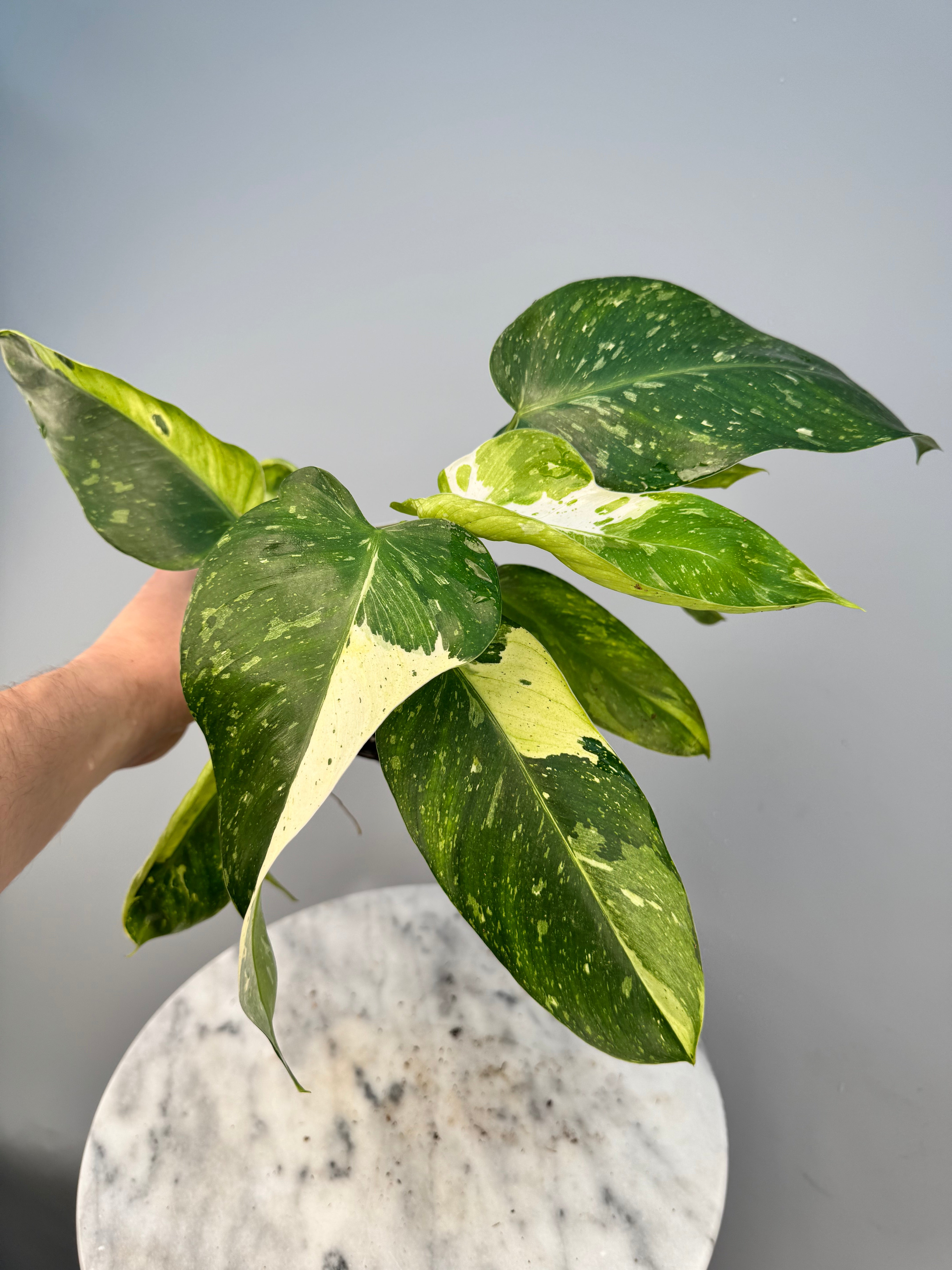 Philodendron Wend Imbe Variegated