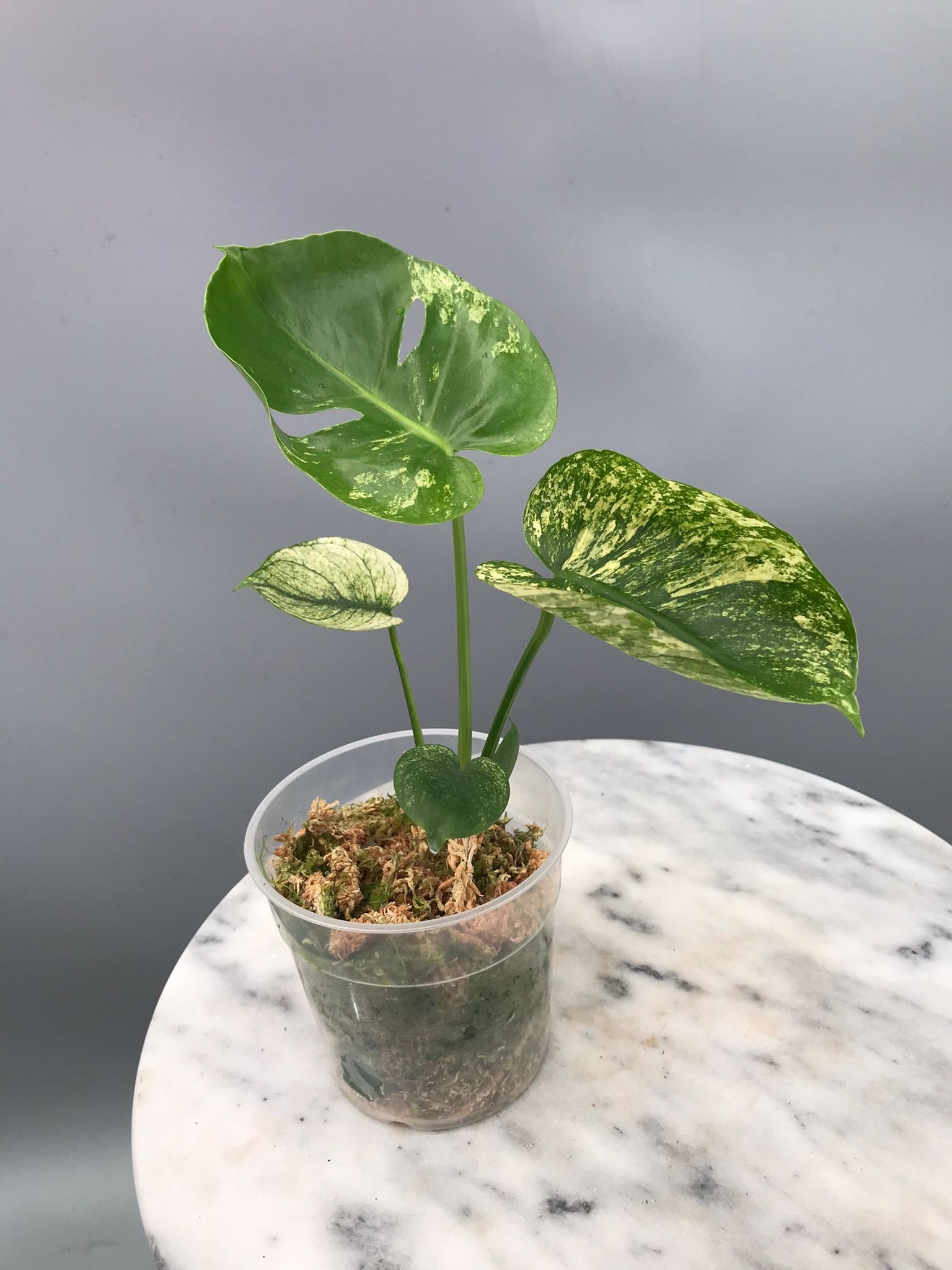 Monstera Siam Mint nr 1 ‘small’