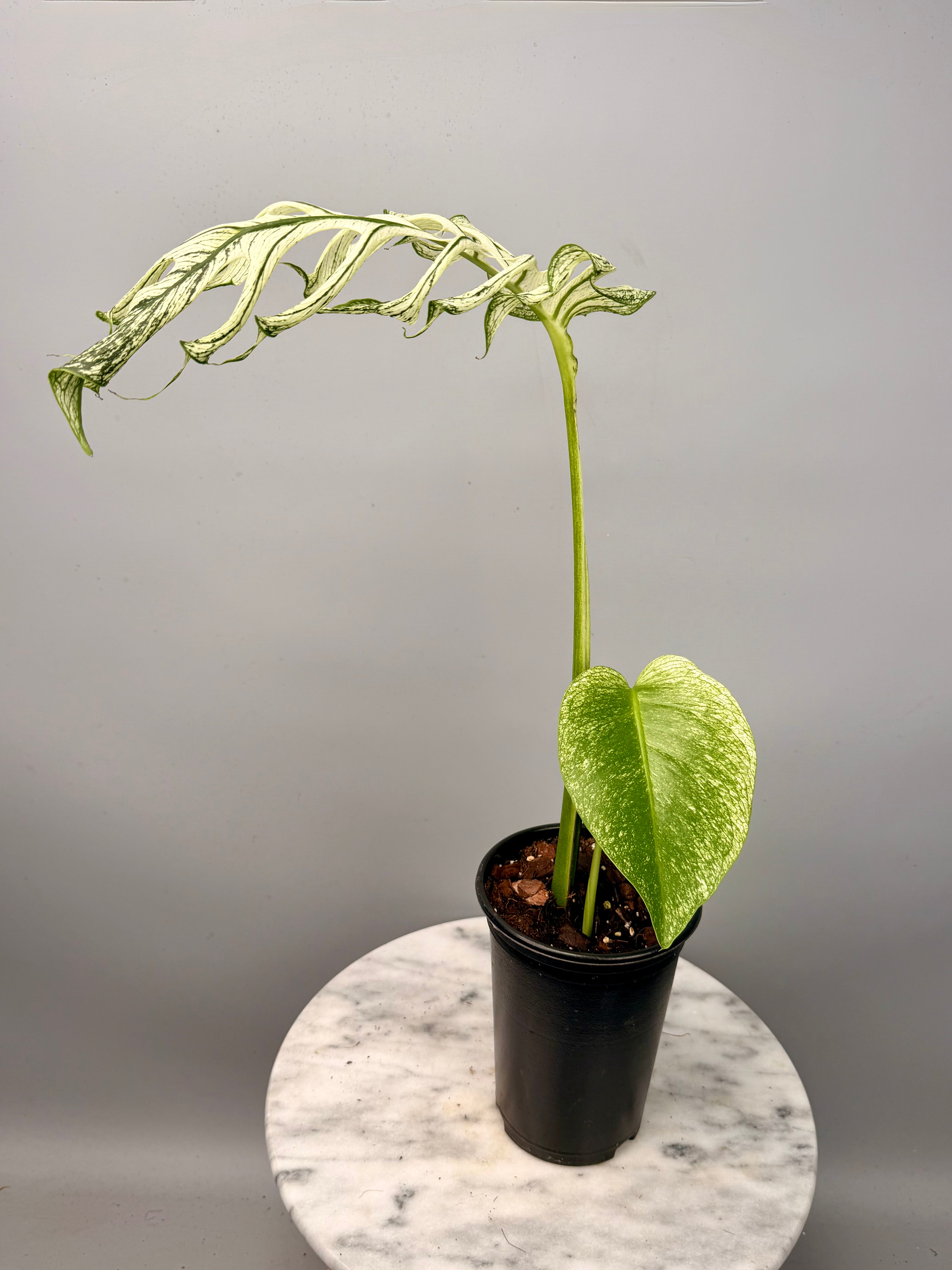 Monstera 'Devil Monster' (Leaf Cutting)