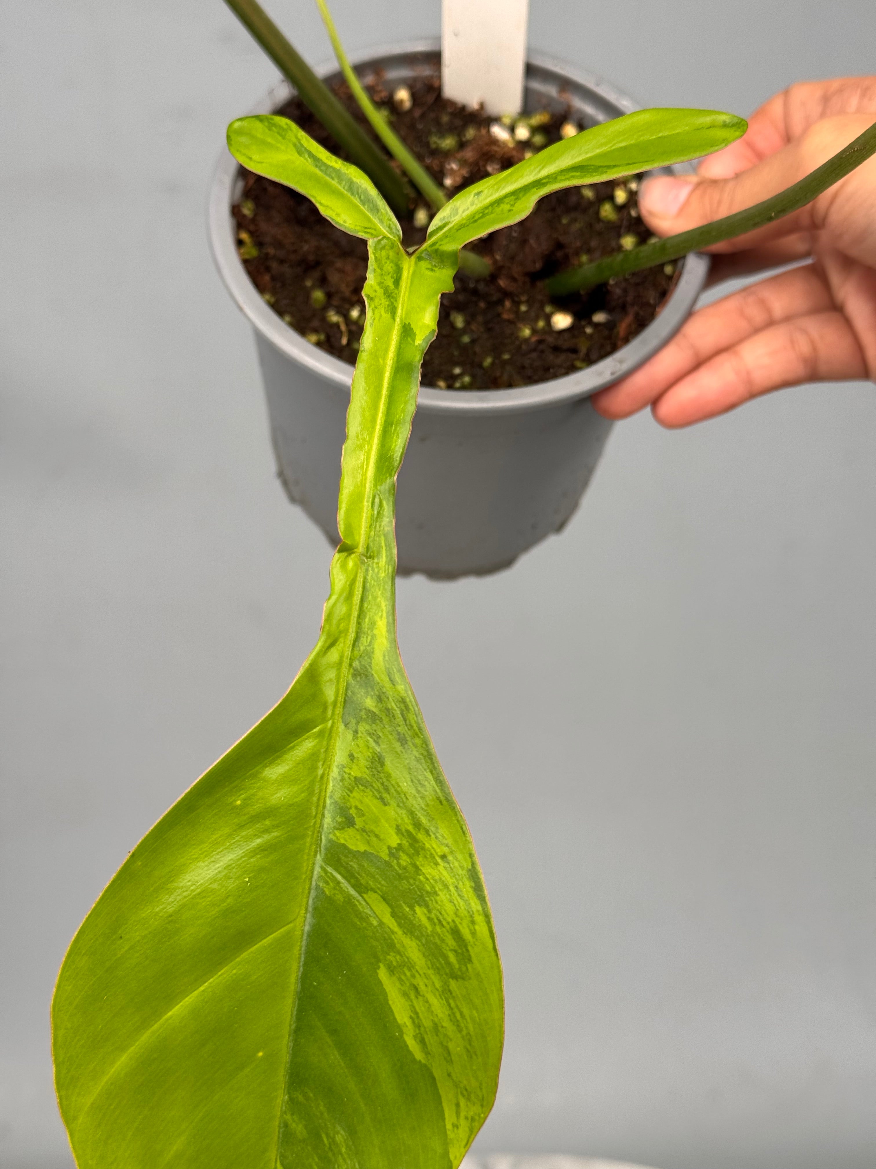 Philodendron joepii variegated (Nr 1)