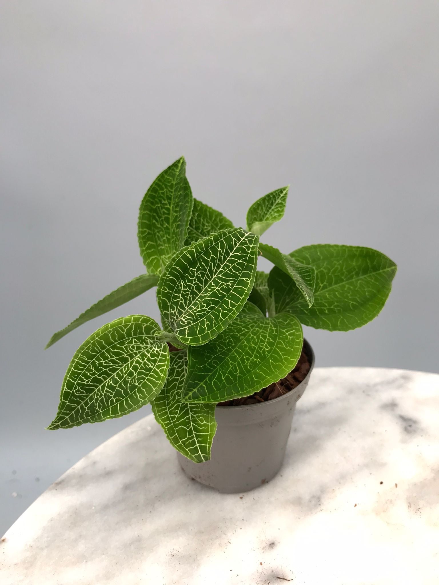 Goodyera micholitziana ‘Big Plant’ (3 plants)