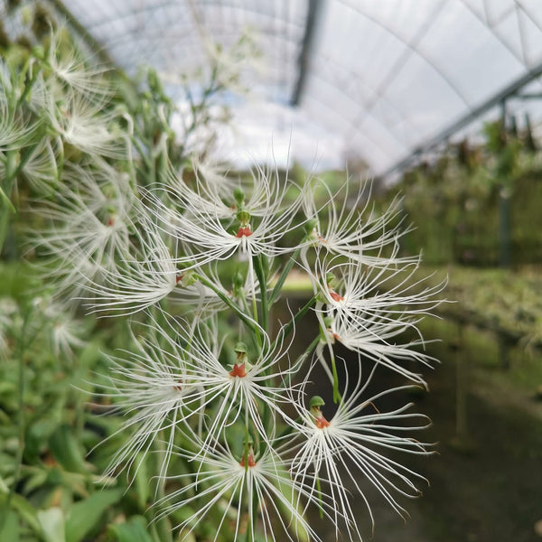 Habenaria medusa XXL (Knolletje)
