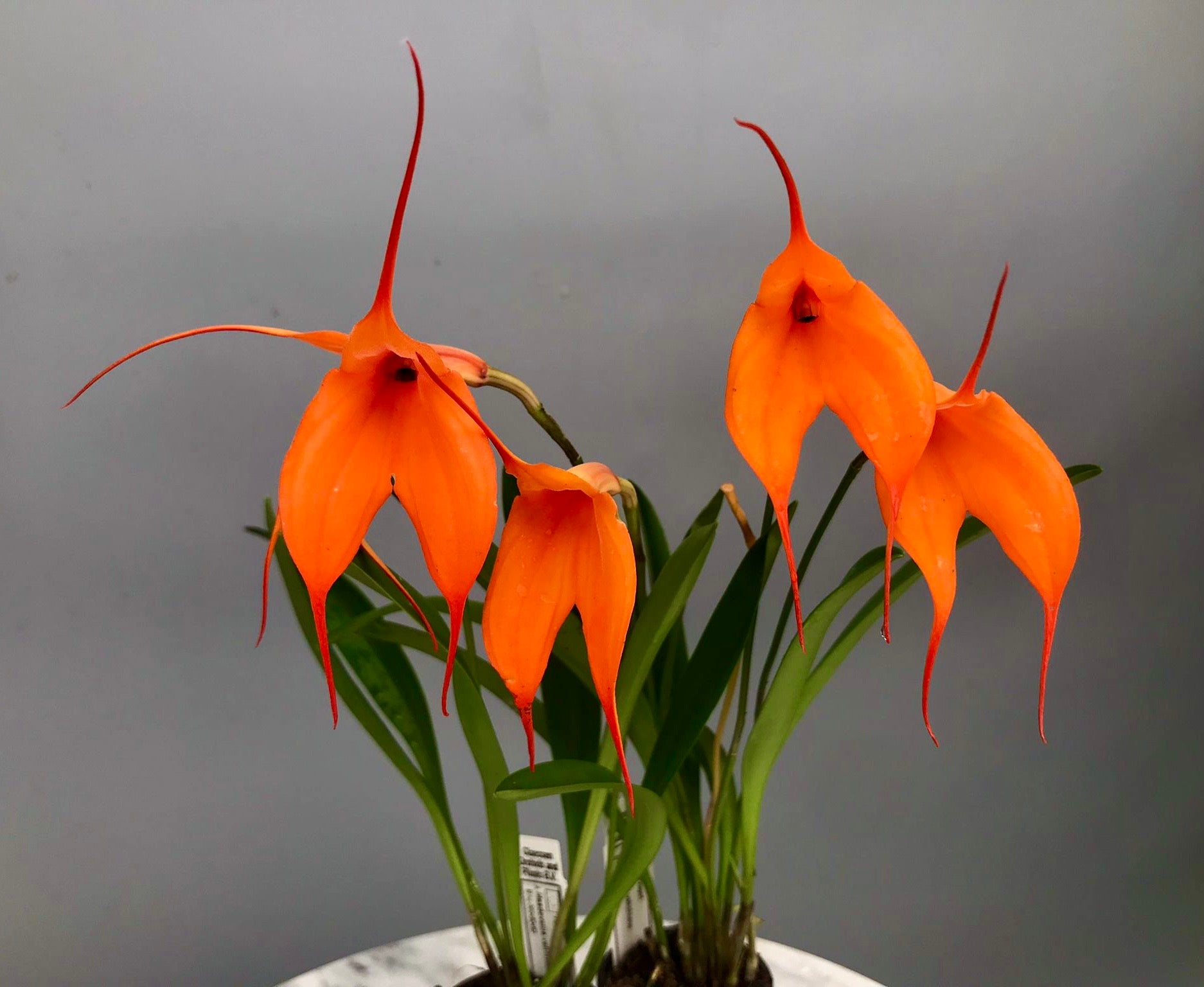 Masdevallia veitchiana ‘Hybride 4N’