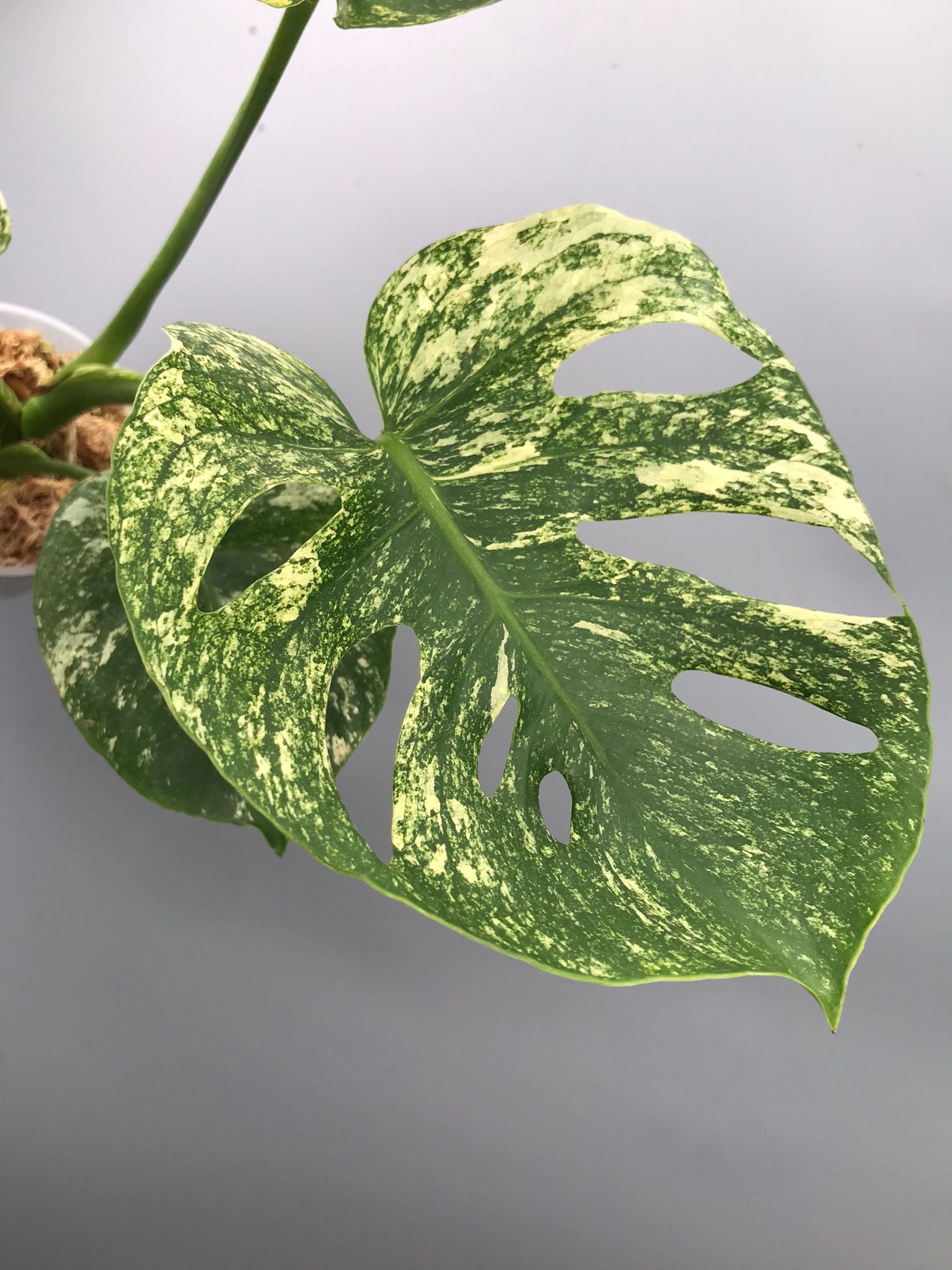Monstera Siam Mint nr 2 ‘Big’