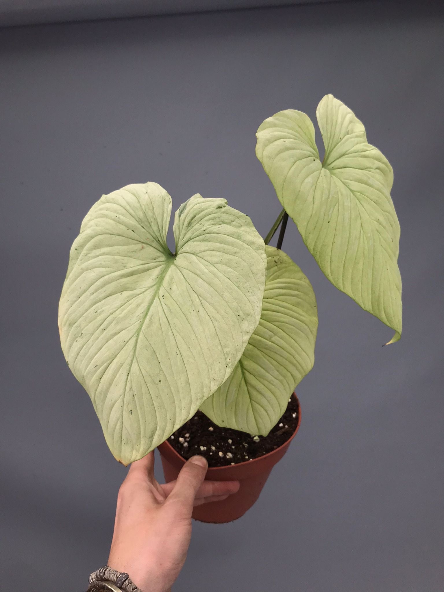 Philodendron mamei variegata mint (nr 3)