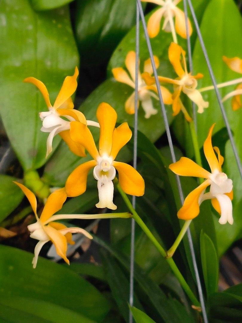 Neofinetia falcata x Vanda denisoniana (XXL plant)