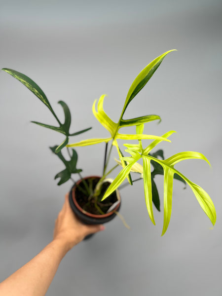 902 斑入P.(polypodioides x Florida Beauty) FFF5E8D0-048F-4B37-8EC9-