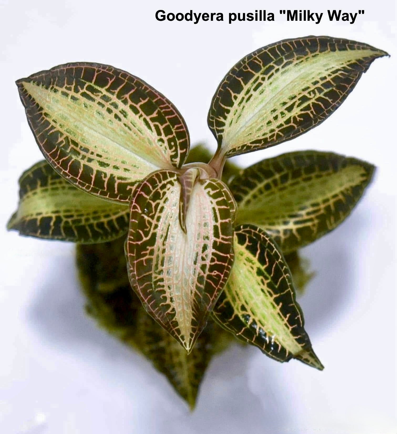 Goodyera pusilla “Milky Way”