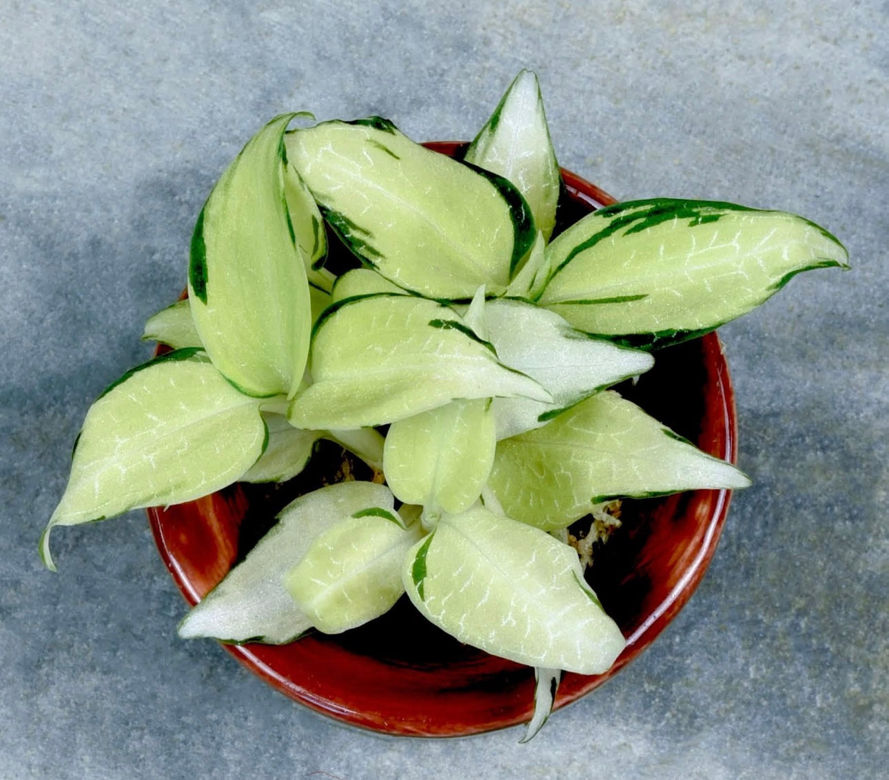 Goodyera malipoensis ''Variegata''(1 plants)