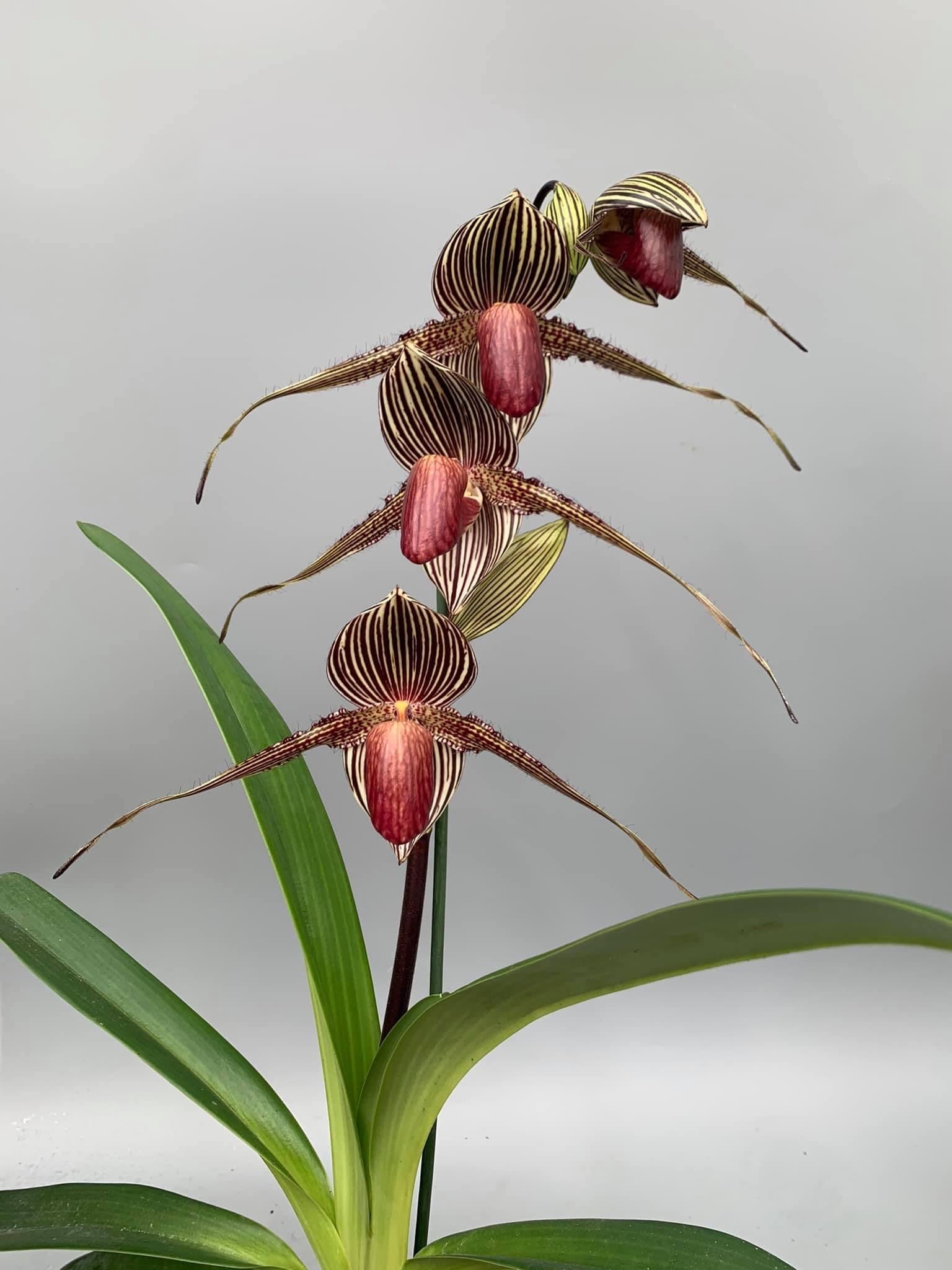 Paphiopedilum.HUNG SHENG EAGLE (GIGANTIFOLIUM X ROTHSCHILDIANUM)
