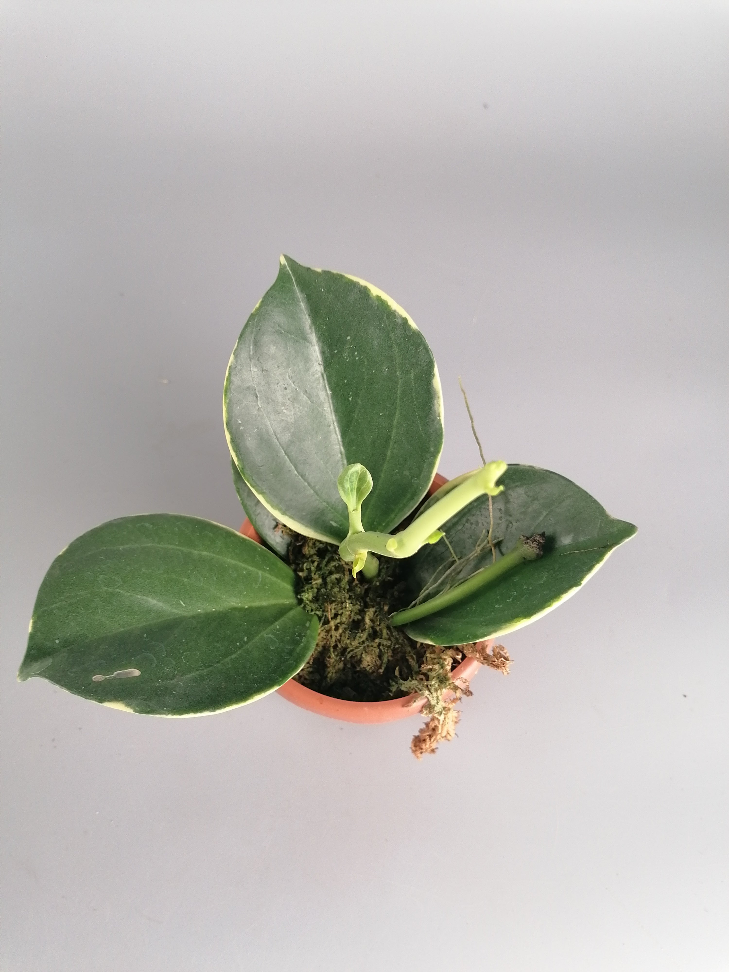 Hoya Pachyclada variegated ''White" Big Leaves (Less Variegata)