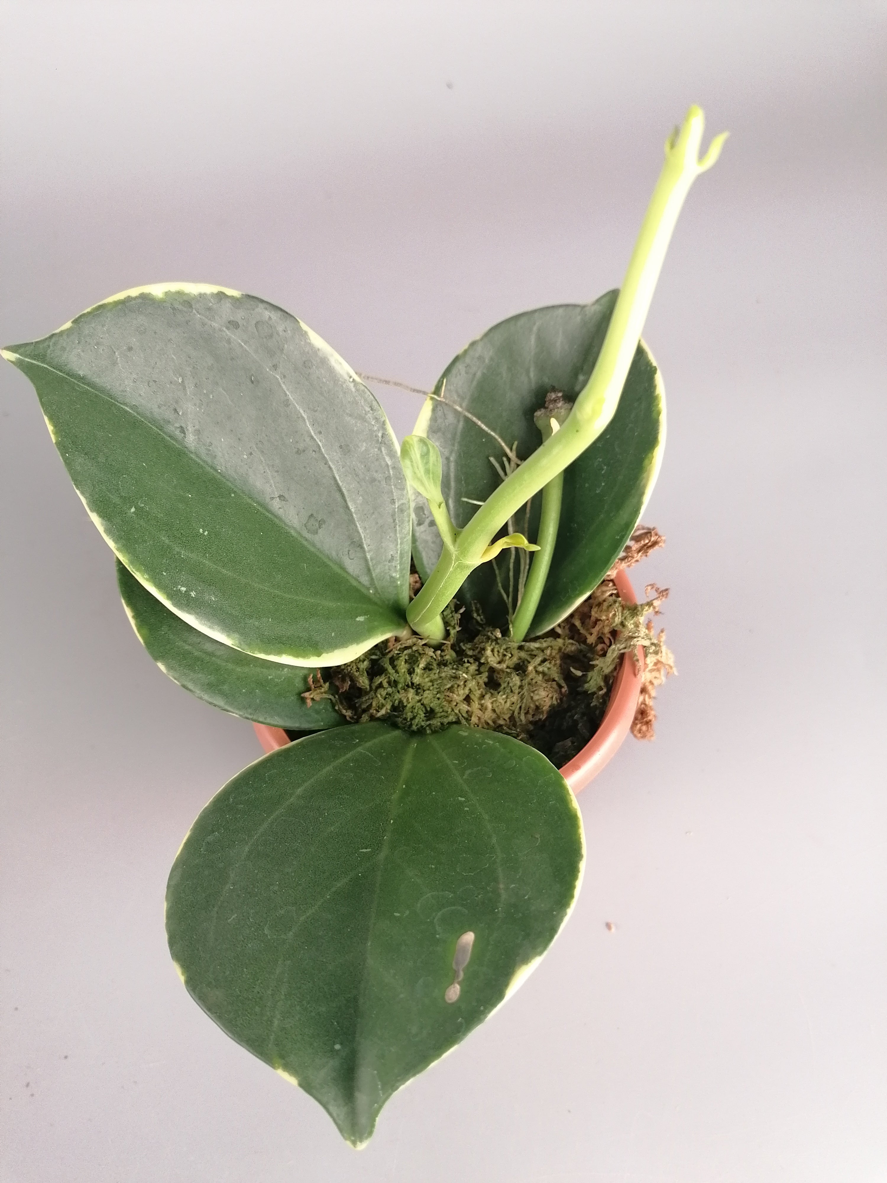 Hoya Pachyclada variegated "White" Big Leaves (Less Variegata)